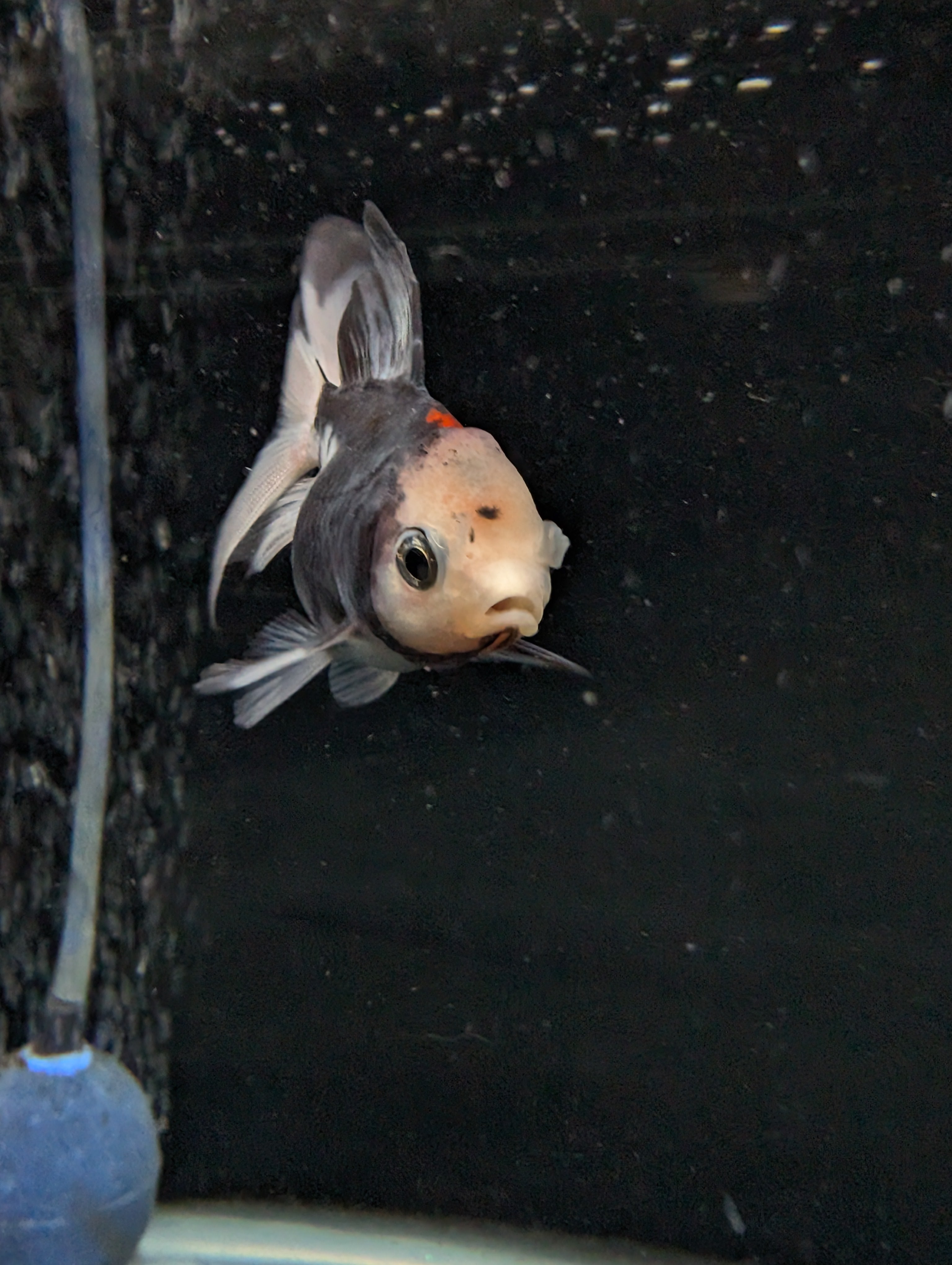 Juvenile Oranda  Tricolor 3"-3.5"in.  ID#619T1A-011
