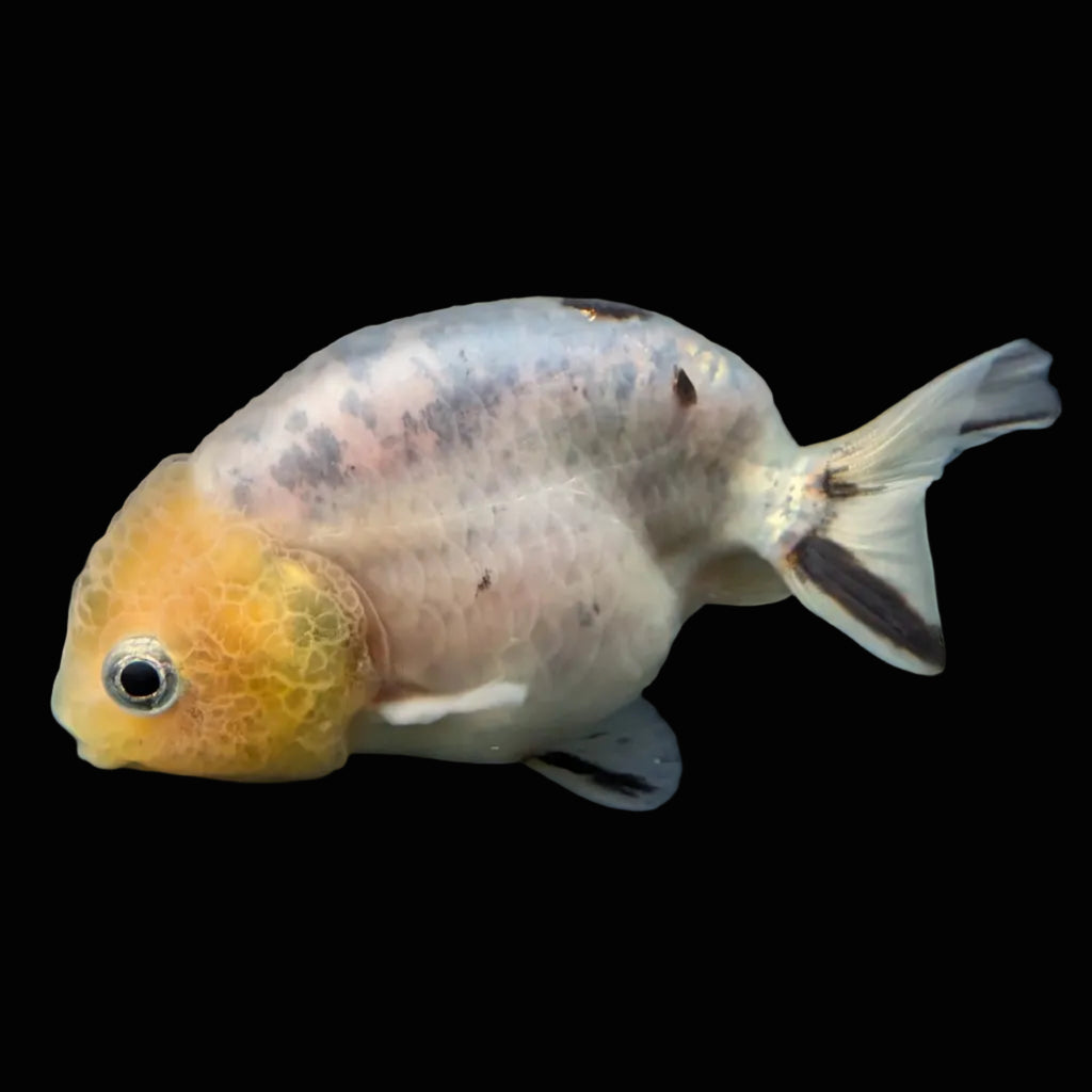 Ranchu Calico 3"-3.5" in. ID#501R13A-031