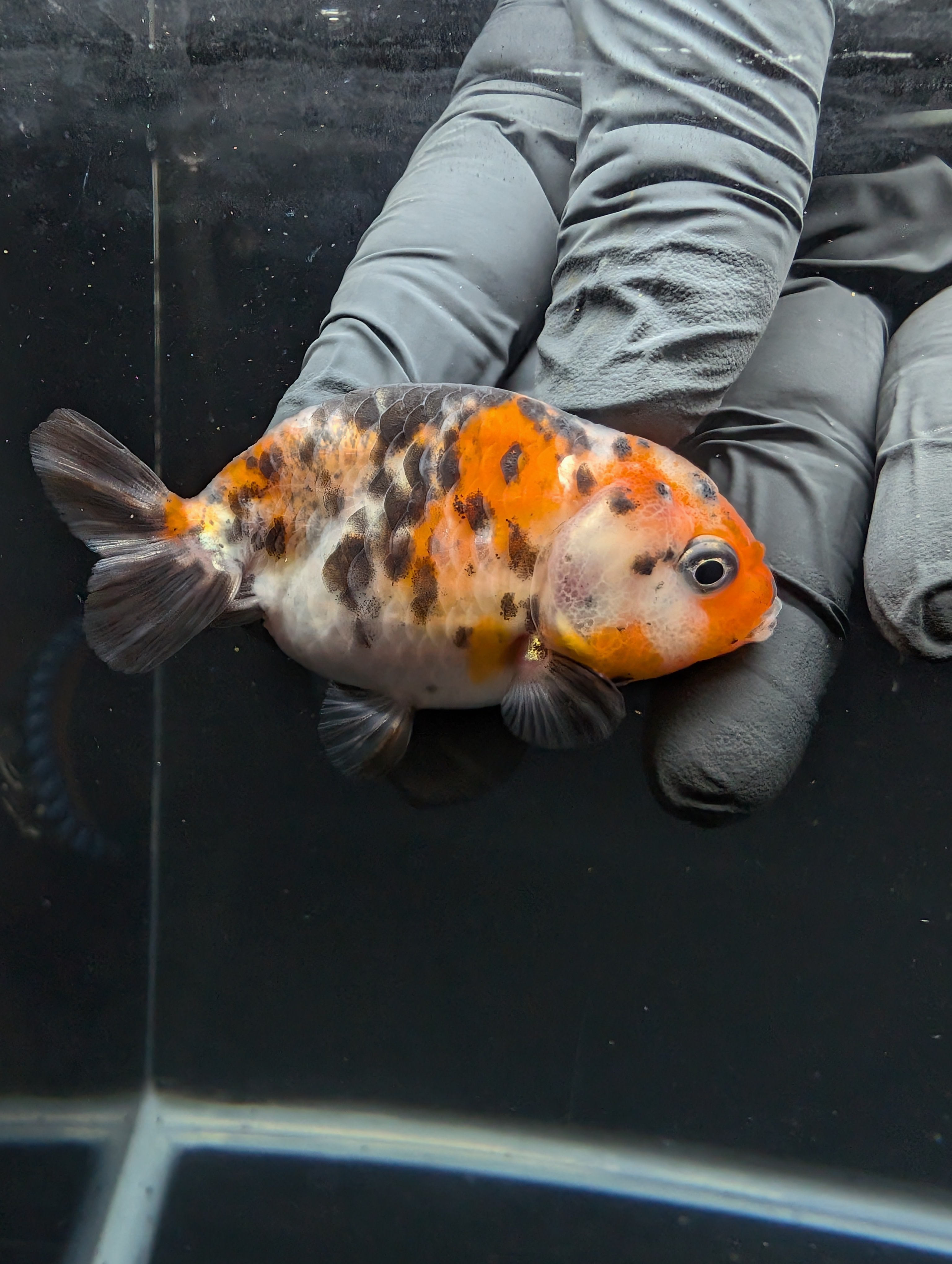 Ranchu Calico 3"-3.5" in. ID#605R4A-077