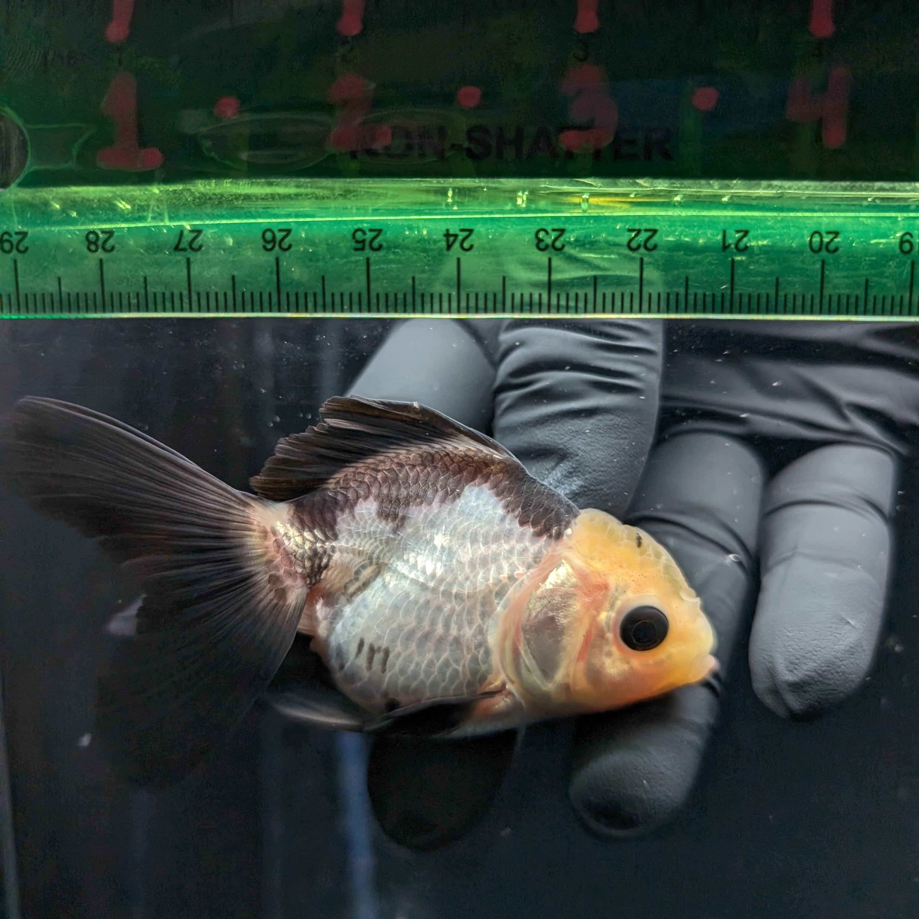 Thai Juvenile Oranda Panda 3"-3.5" in.  ID#626T1A-007