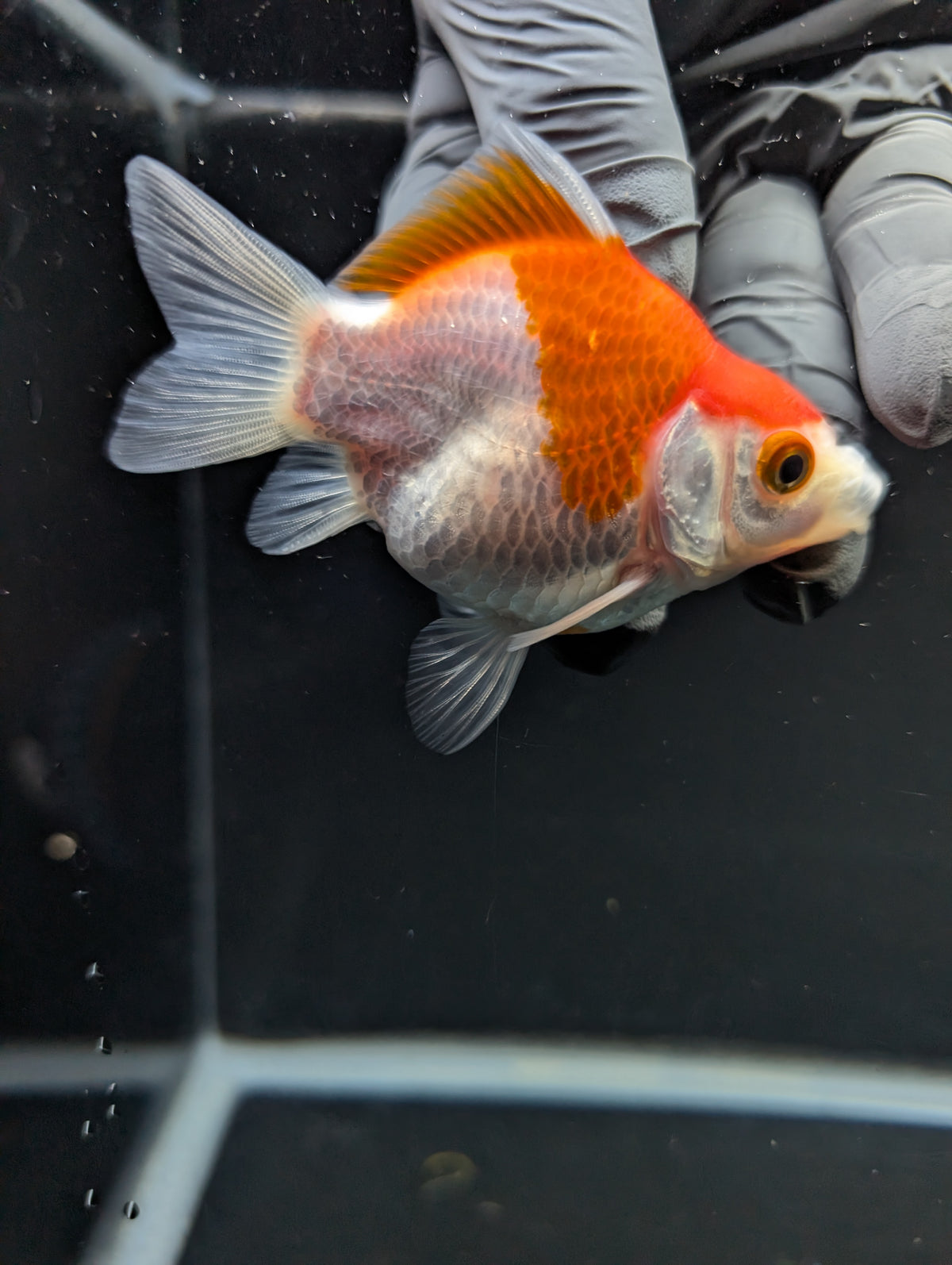 Tamasaba Red White 3"-3.5" in. ID#1009TM1B-012