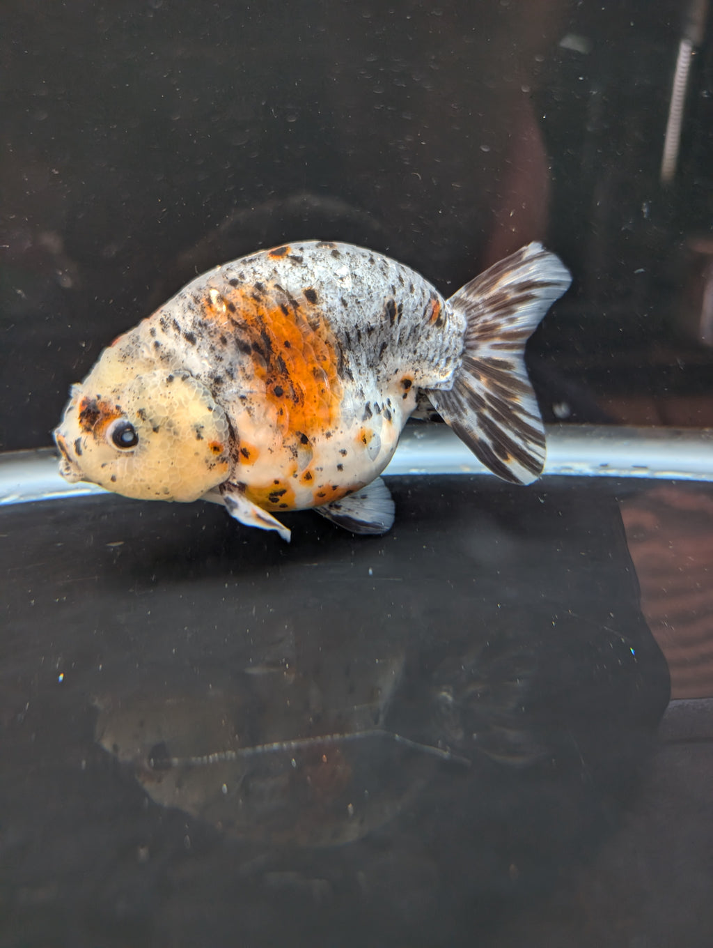 Jumbo Ranchu Kirin Calico 4.5"-5" in. ID#814R8A-025 Please See Notes.