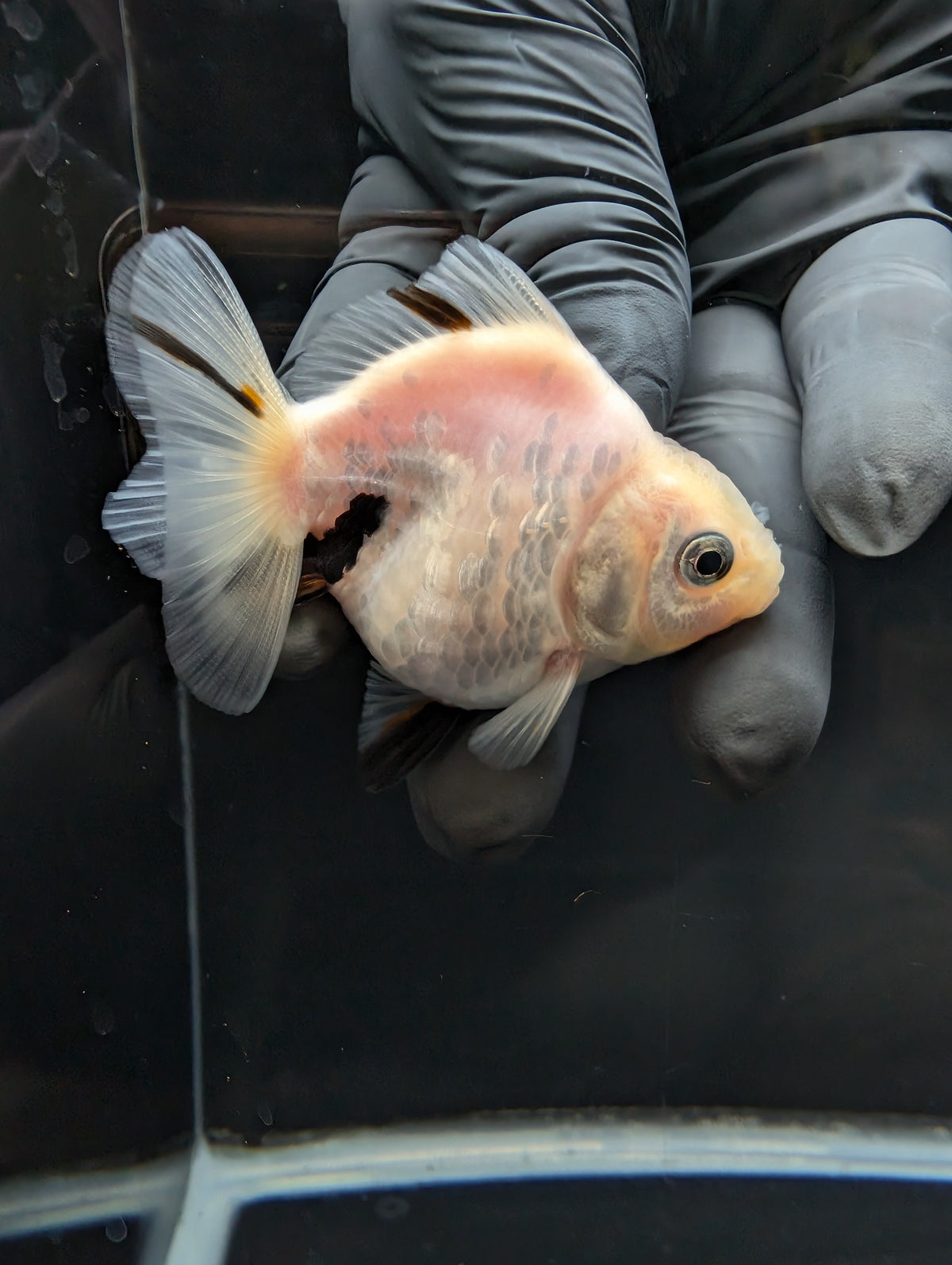 Baby Thai Shogun Oranda White Tiger 2"-2.5" in. ID#1023BSG11A-025