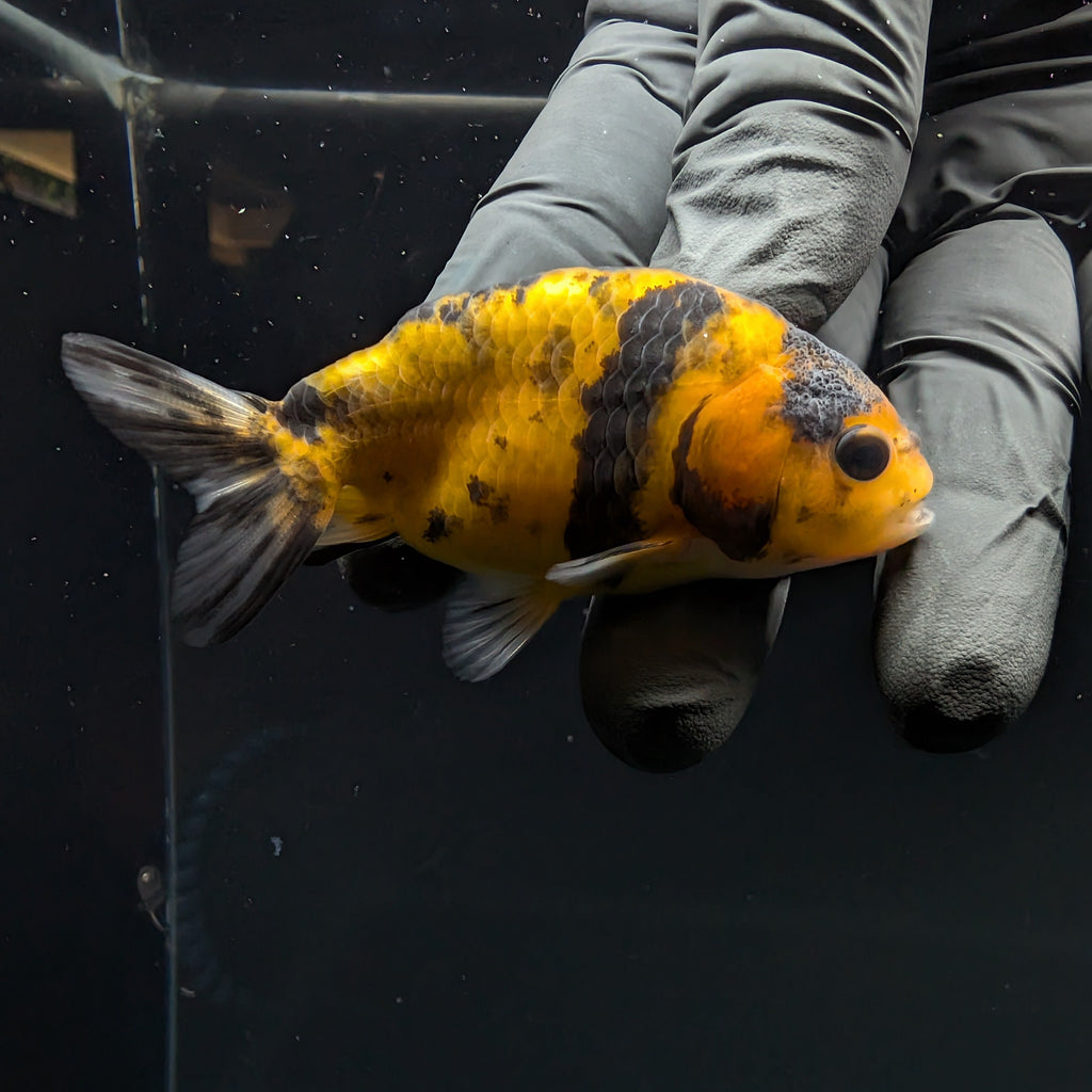 Ranchu Calico 2.5"-3" in. ID#717R4A-012
