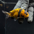 Ranchu Calico 2.5"-3" in. ID#717R4A-012