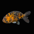 Ranchu Calico 3"-3.5" in. ID#501R13A-028