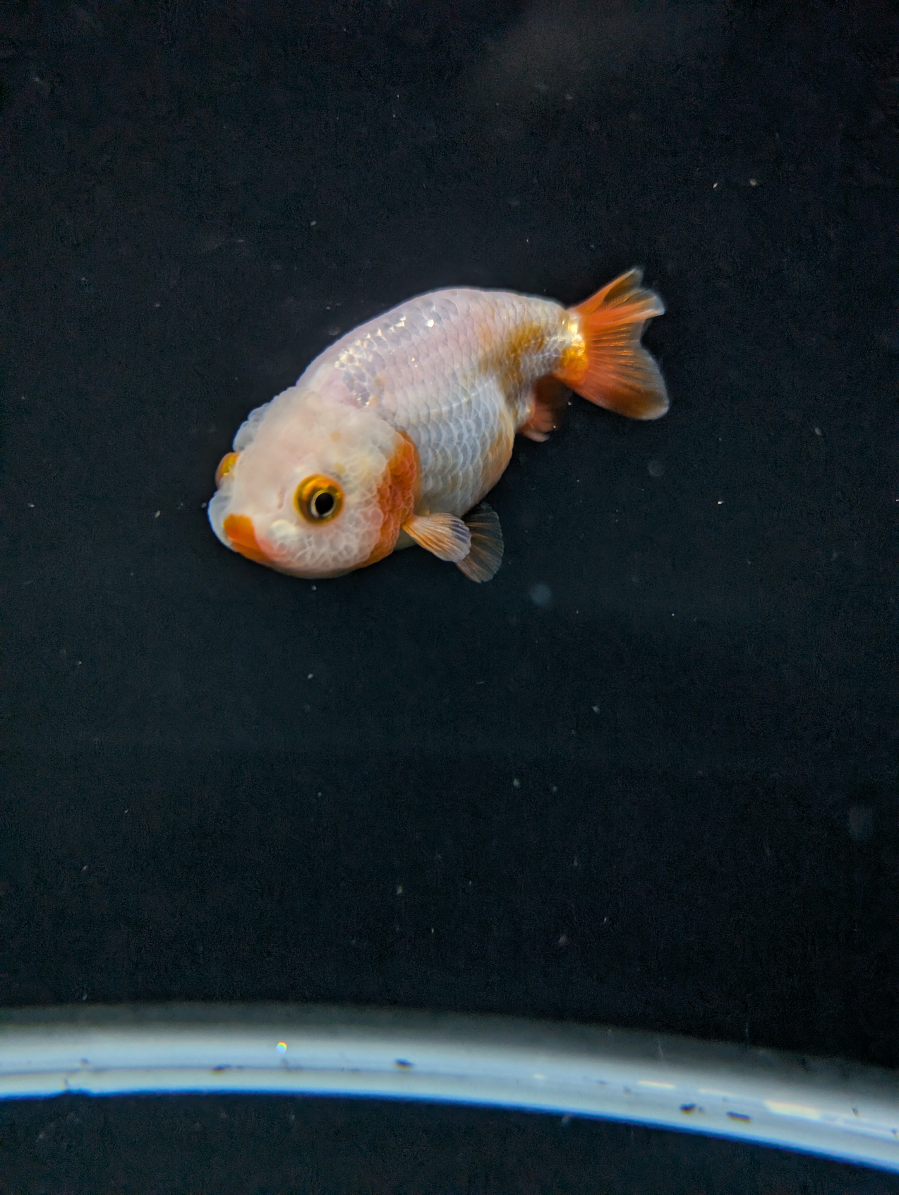 Ranchu Red White 3"-3.5" in. ID#501R13A-022