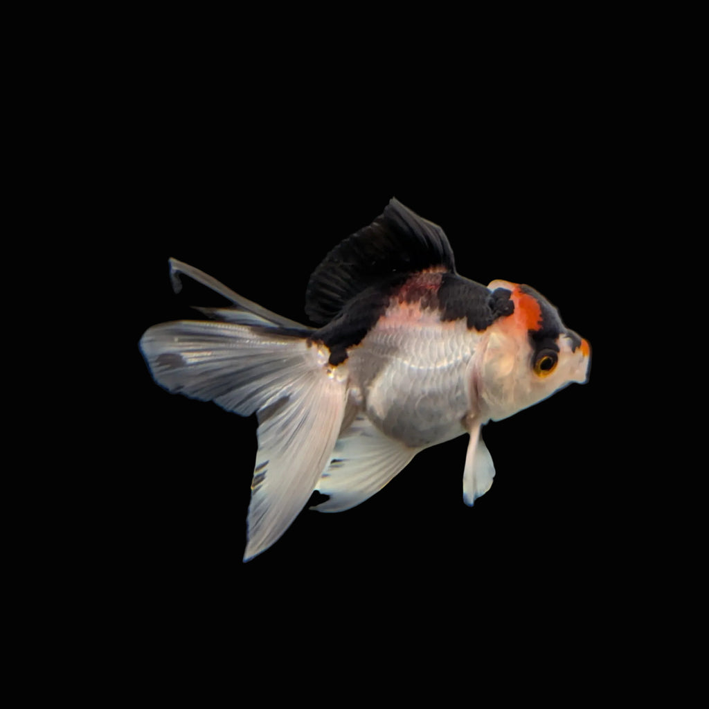 Juvenile Oranda Tricolor 3.5"-4" in.  ID#320T13b-017