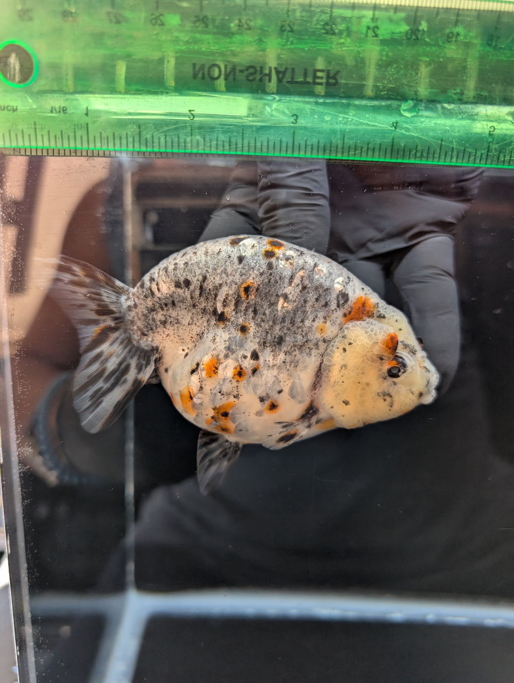 Jumbo Ranchu Kirin Calico 4.5"-5" in. ID#814R8A-025 Please See Notes.
