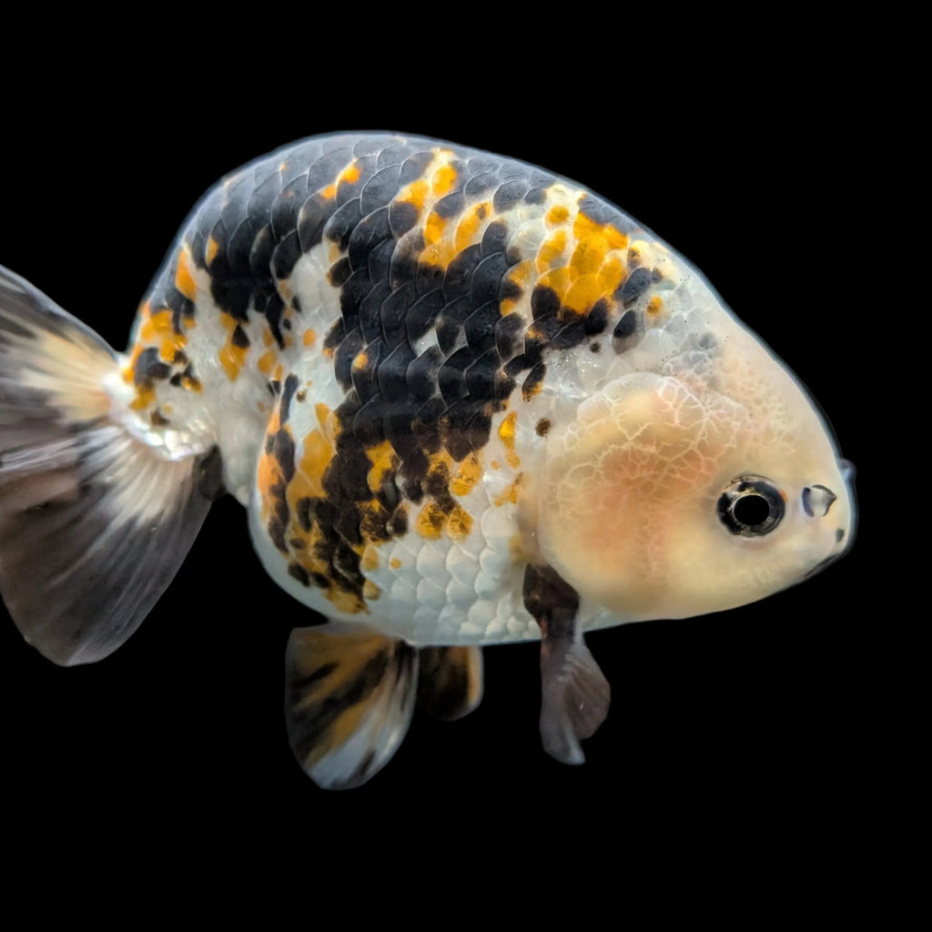 Jumbo Ranchu  AA Grade *Special Color Calico 5"-5.5" in. ID#116R4B-02