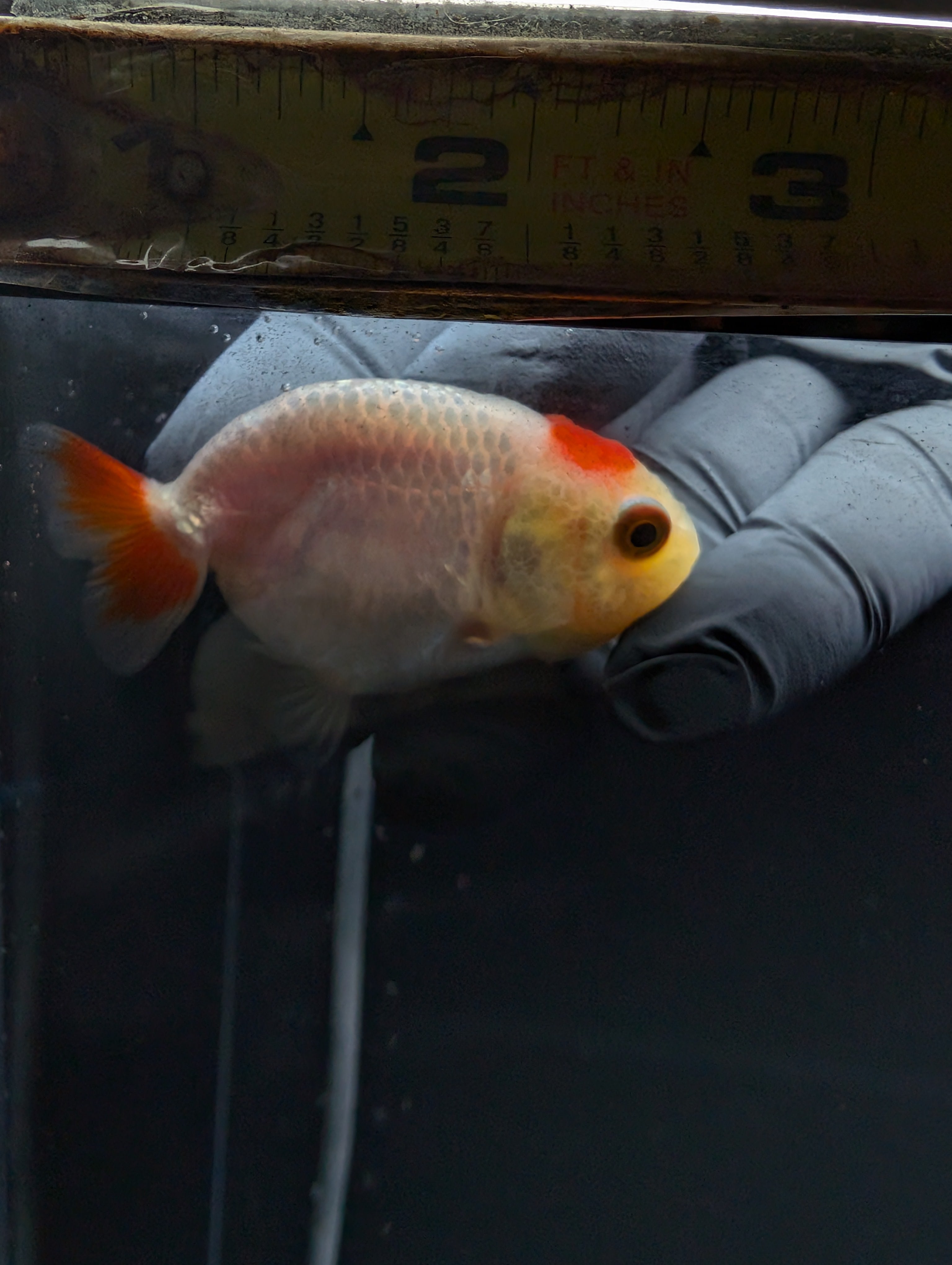 Baby Ranchu Red White 2.5"-3" in. ID#529R4A-053