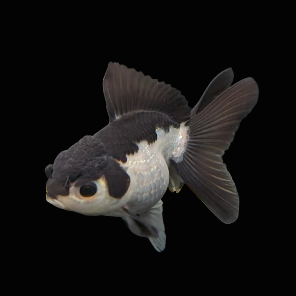 Juvenile Oranda Panda 3.5"-4" in.  ID#403T8A-002