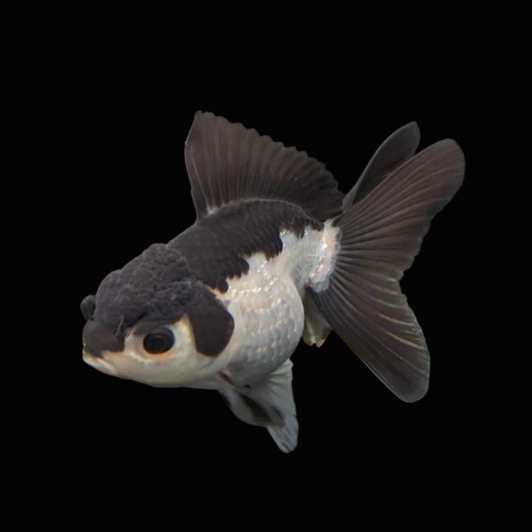 Juvenile Oranda Panda 3.5"-4" in.  ID#403T8A-002
