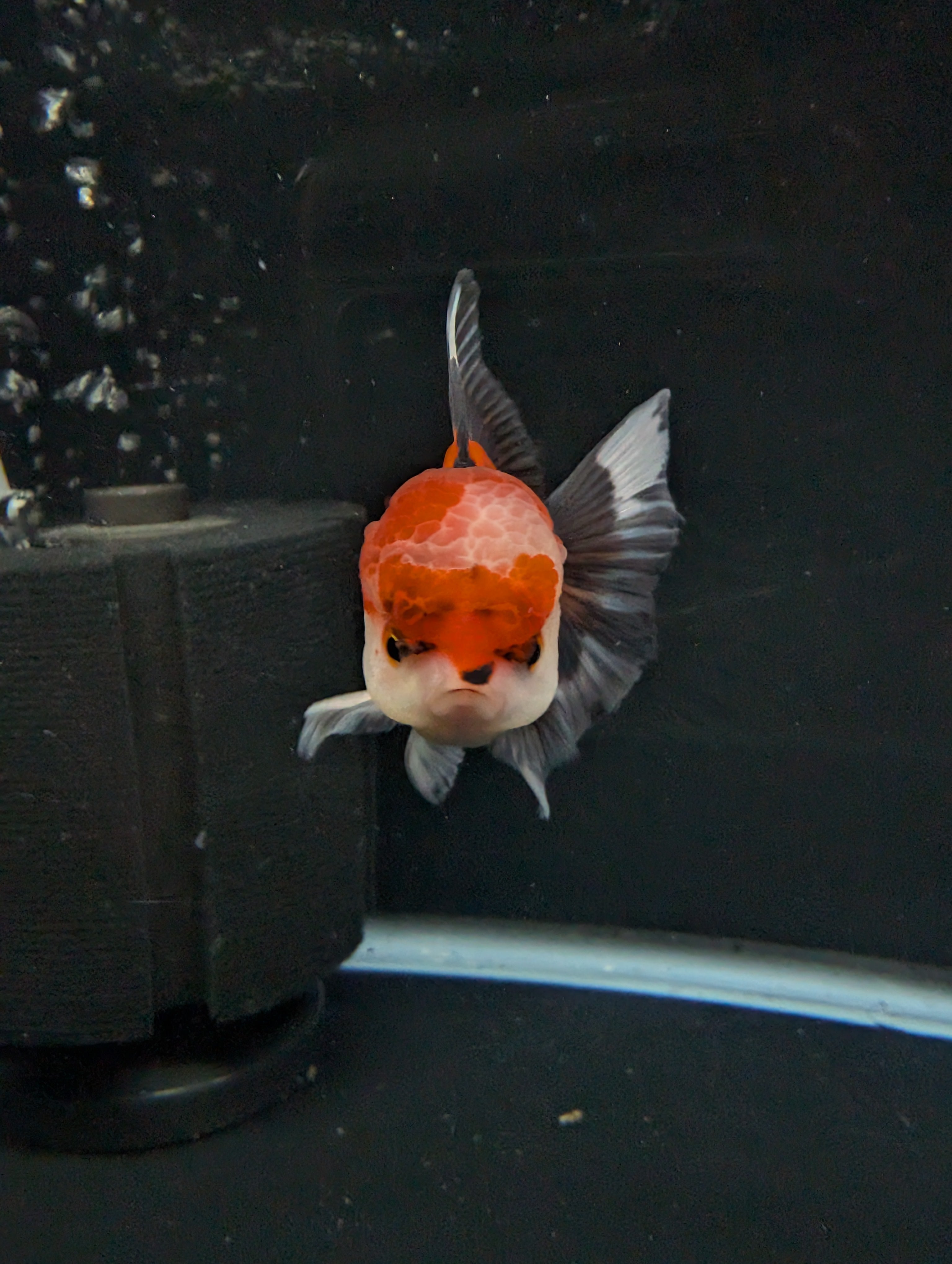 BOWSER *Boss 501 Juvenile Oranda Tricolor 3.5"-4" in.  ID#501T2A-009