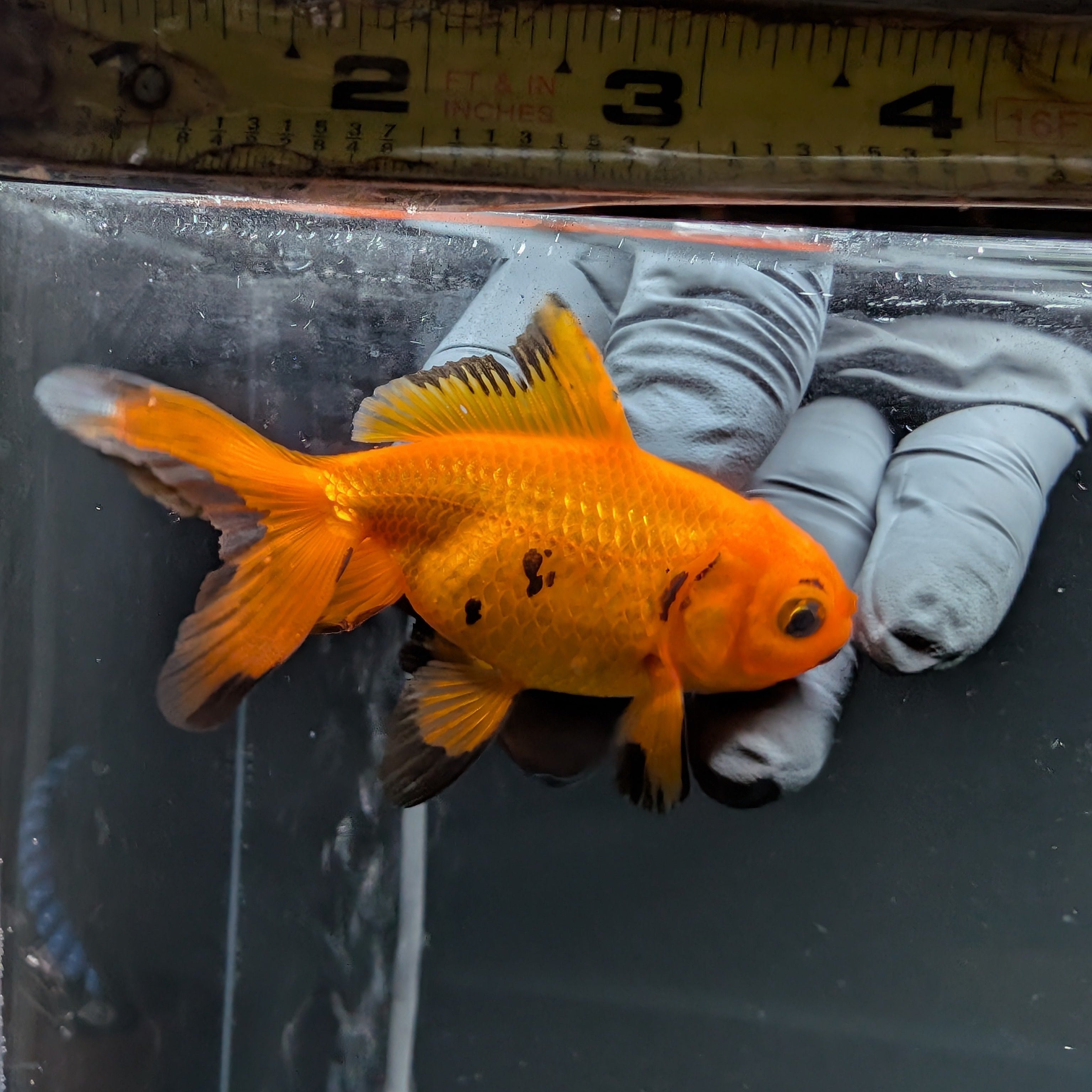 Juvenile Oranda Red Black 3"-3.5"in.  ID#515T2A-006