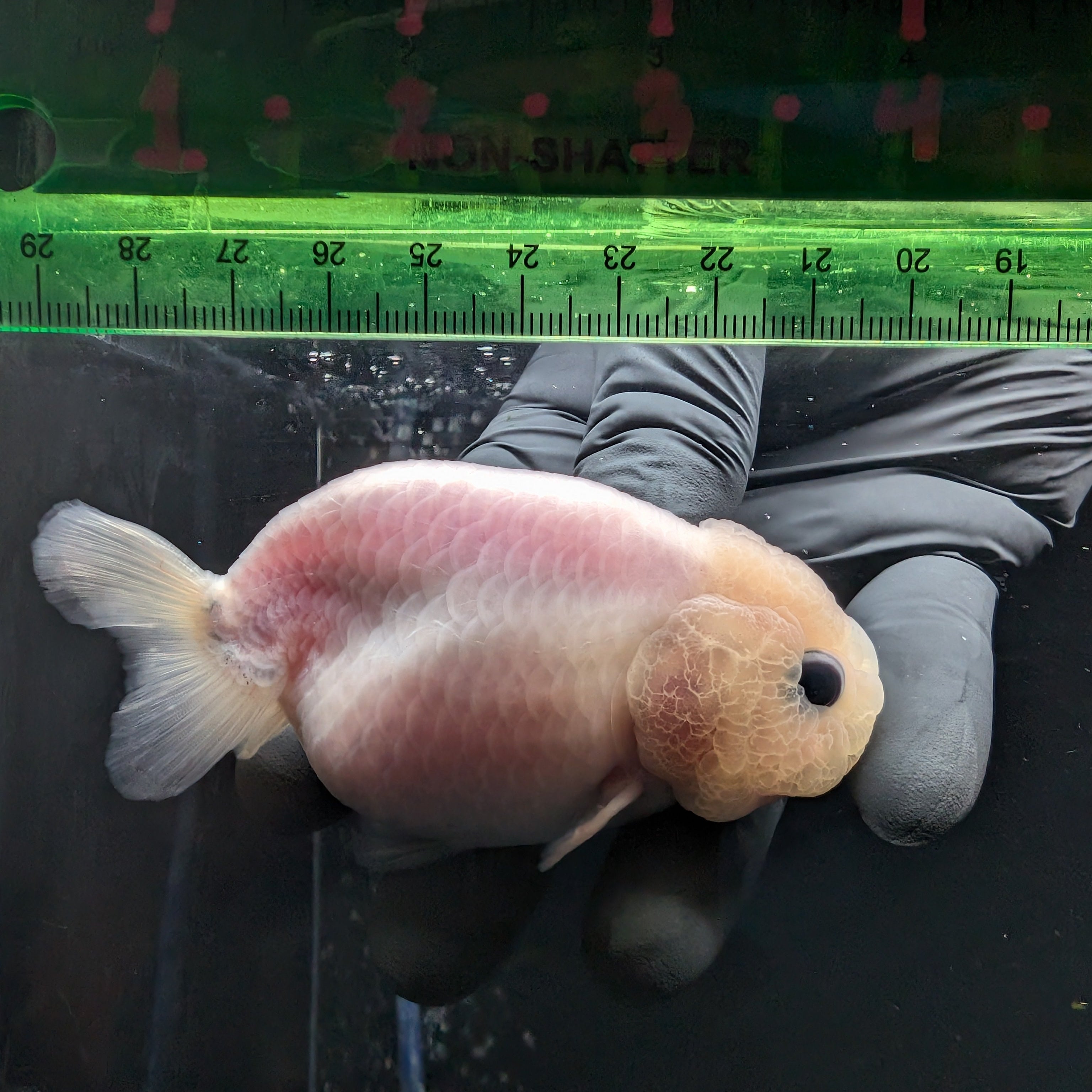 Jumbo Ranchu Pearl White 3.5"-4" in. ID#626R8A-002
