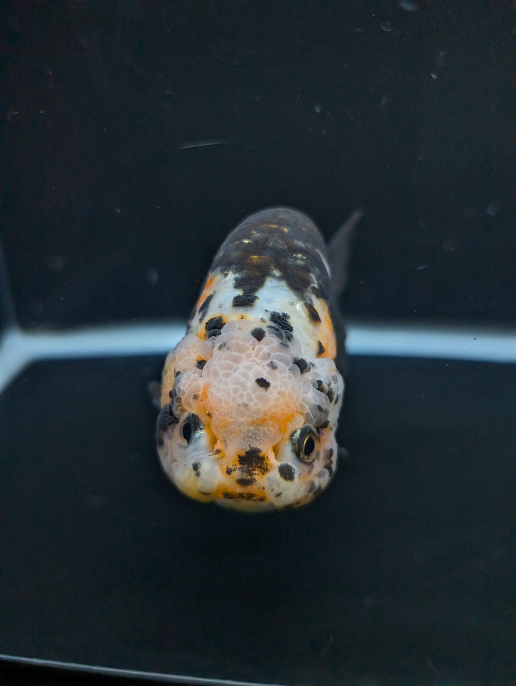 Jumbo Ranchu Calico 4.5"-5" in. ID#828R8A-055