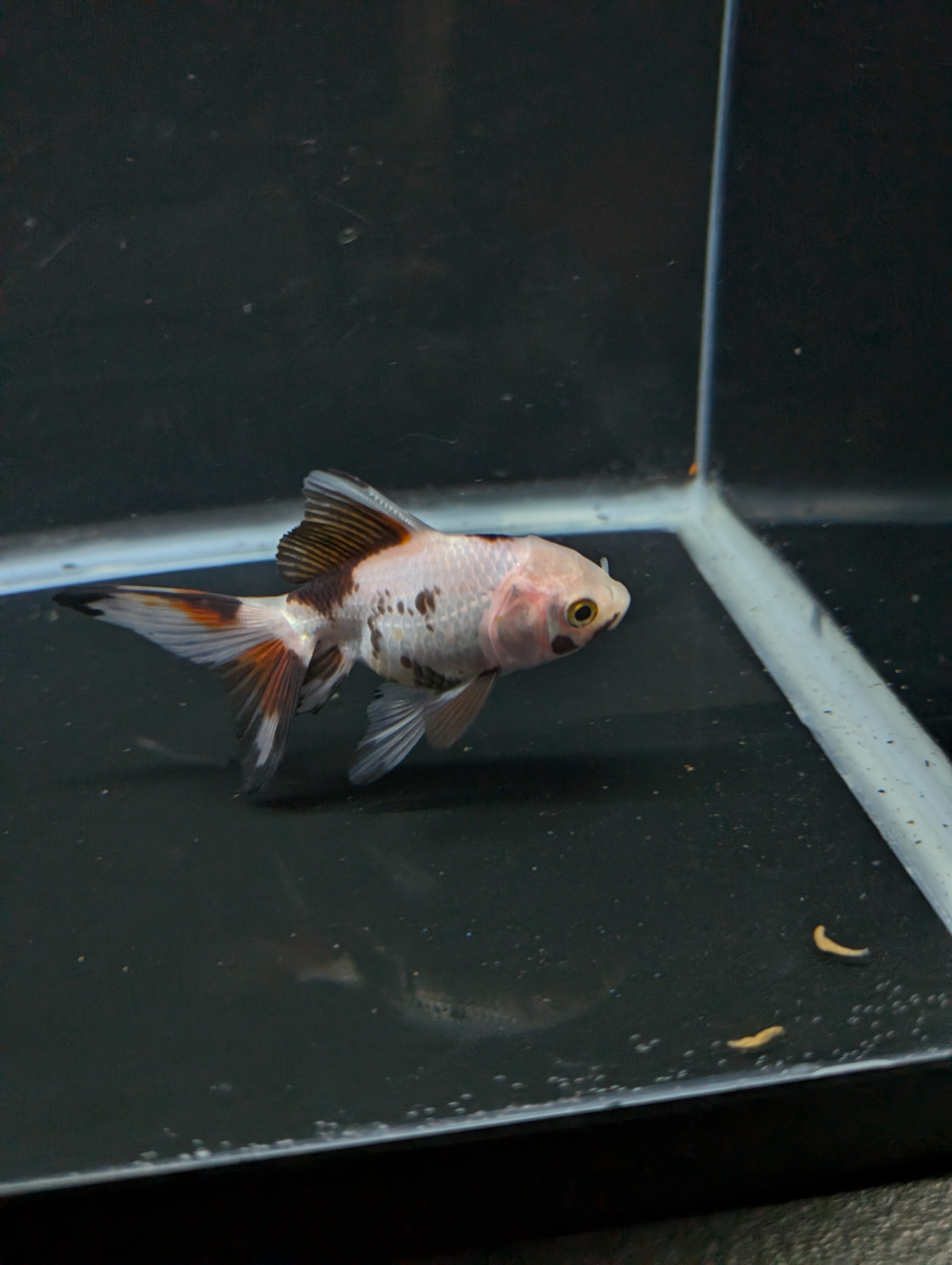 Juvenile Oranda  Tricolor 3"-3.5"in.  ID#619T1A-019