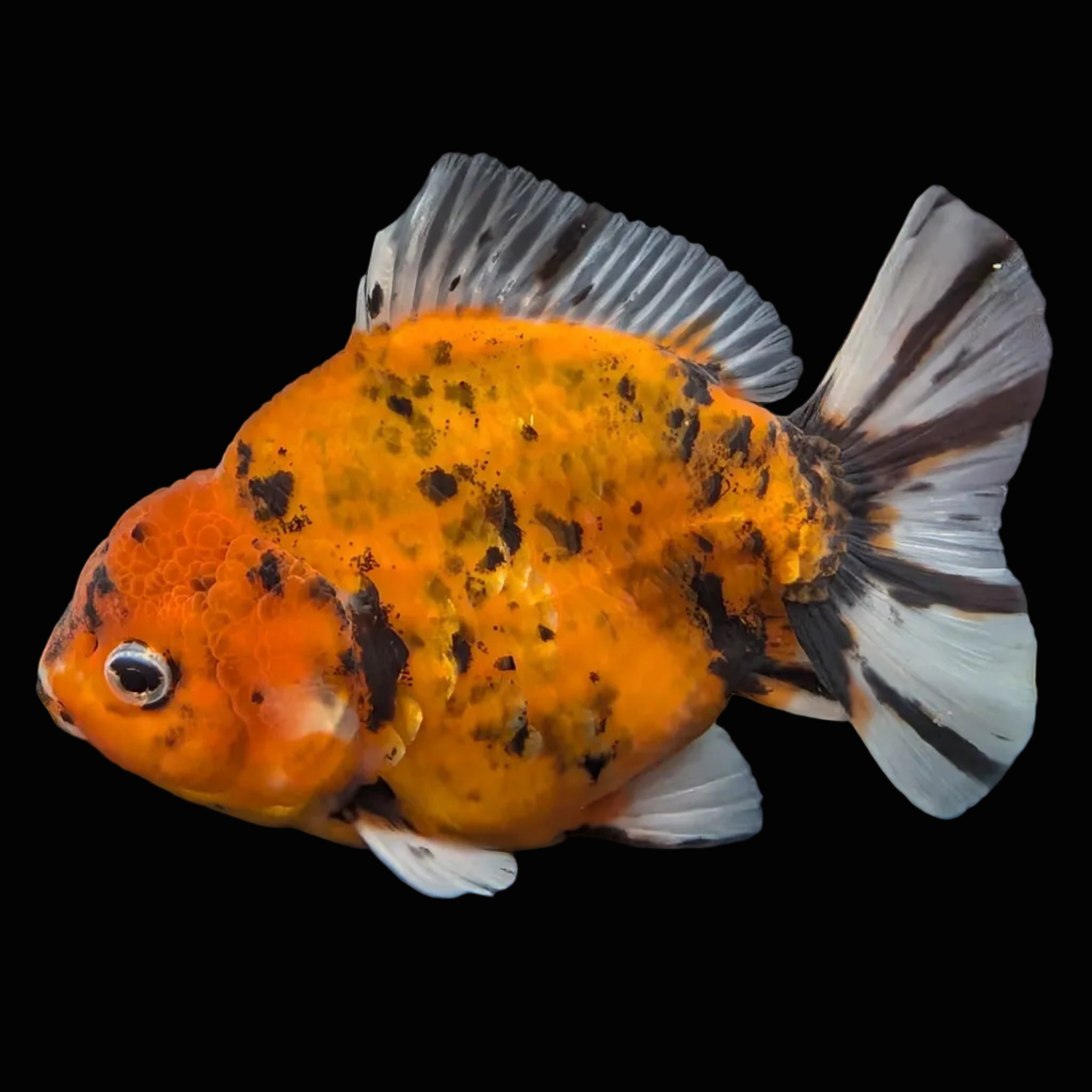 Jumbo Oranda Yuan Bao Calico   4"-4.5"in. ID#807SB13A-001