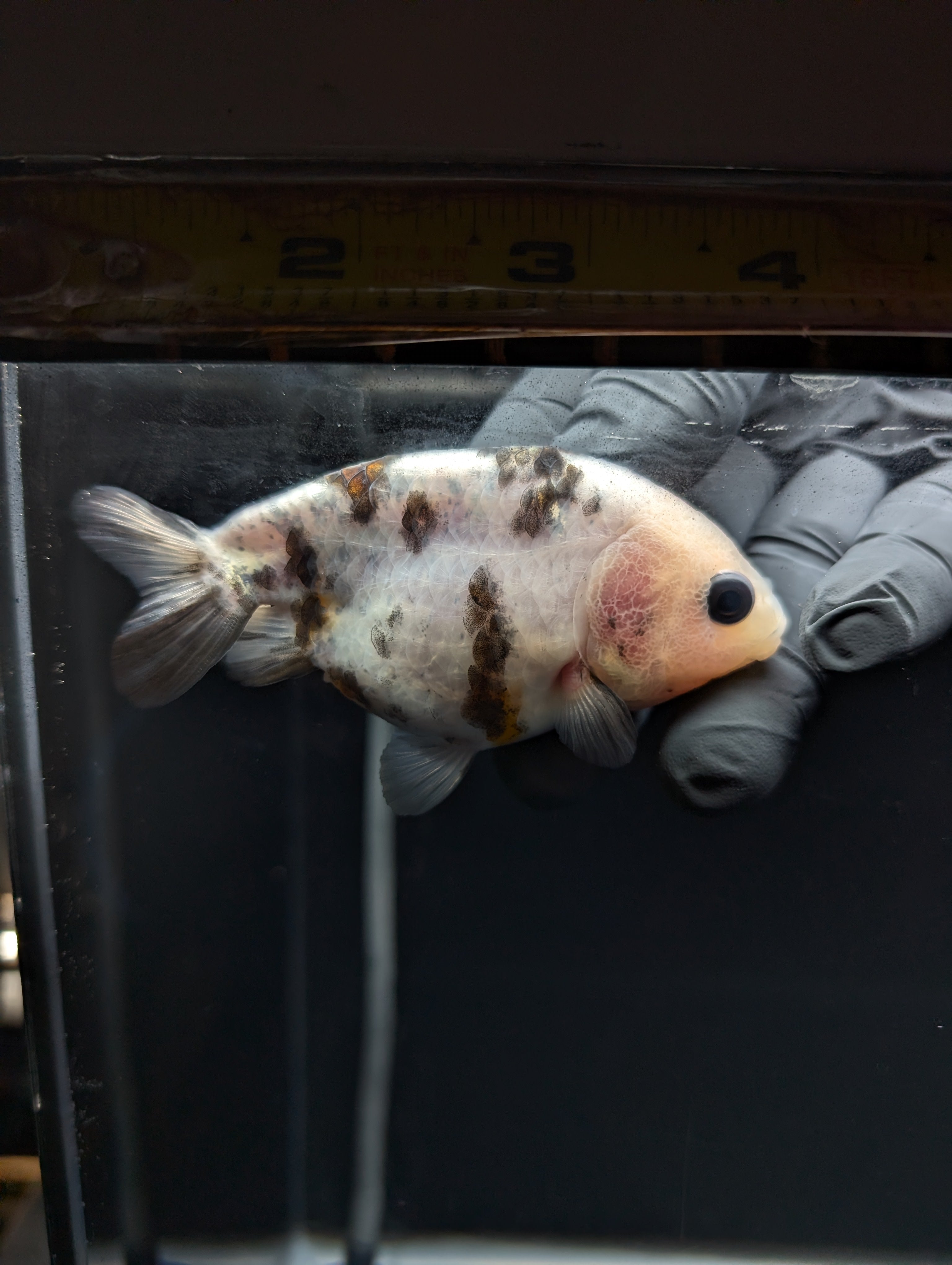 Ranchu Calico 3"-3.5" in. ID#529R13A-061