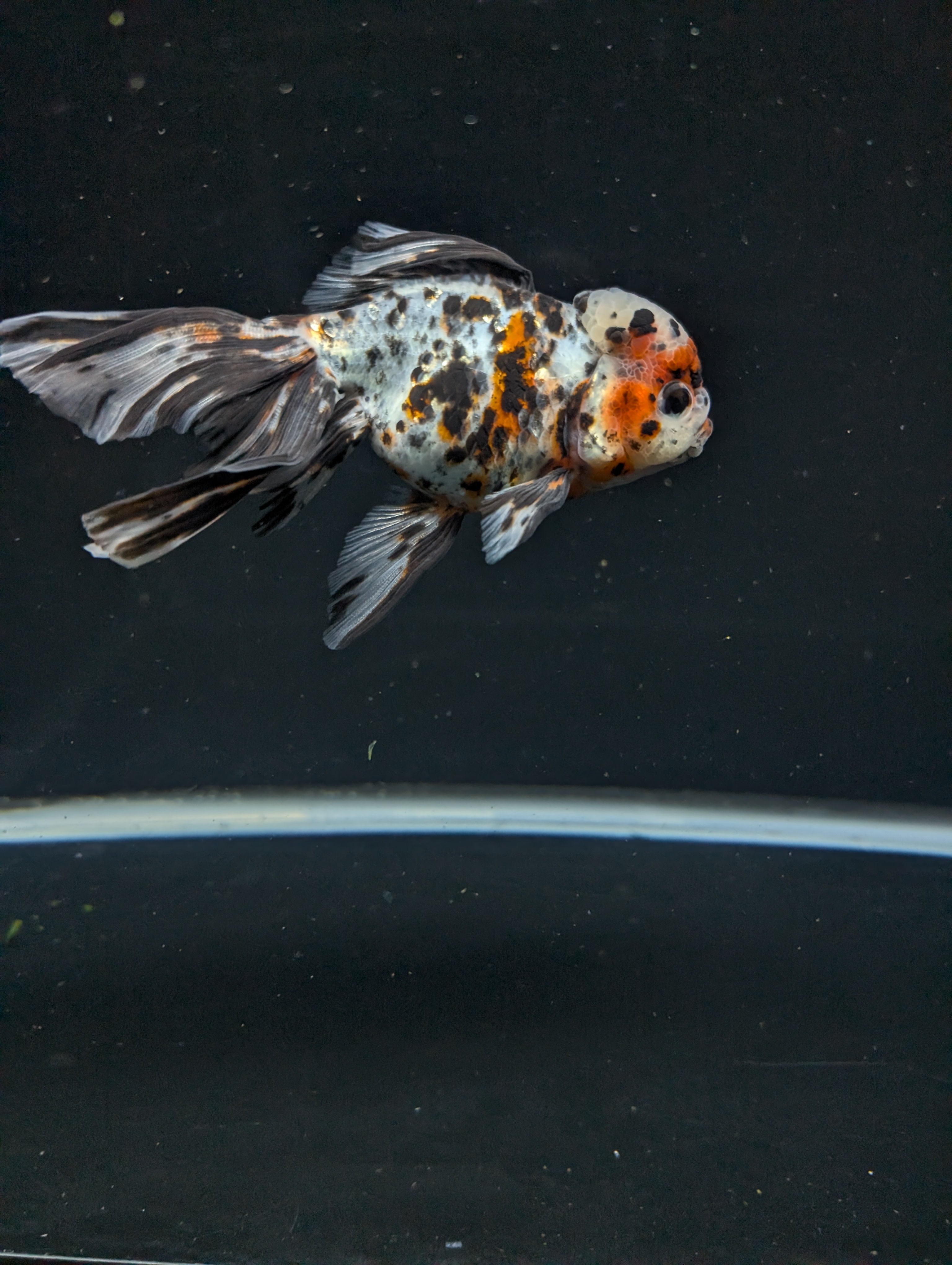 Calico Oranda 5"in. ID#821LB2A-63