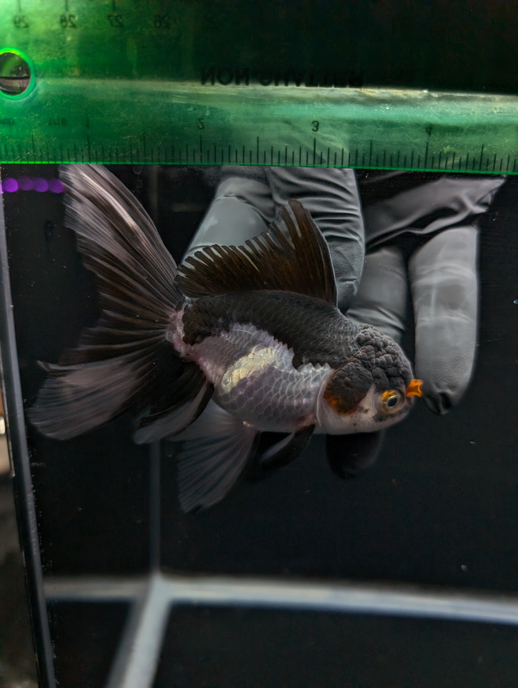 Thai Oranda Panda Tricolor 4"-4.5"in.  ID#1023T1A-026