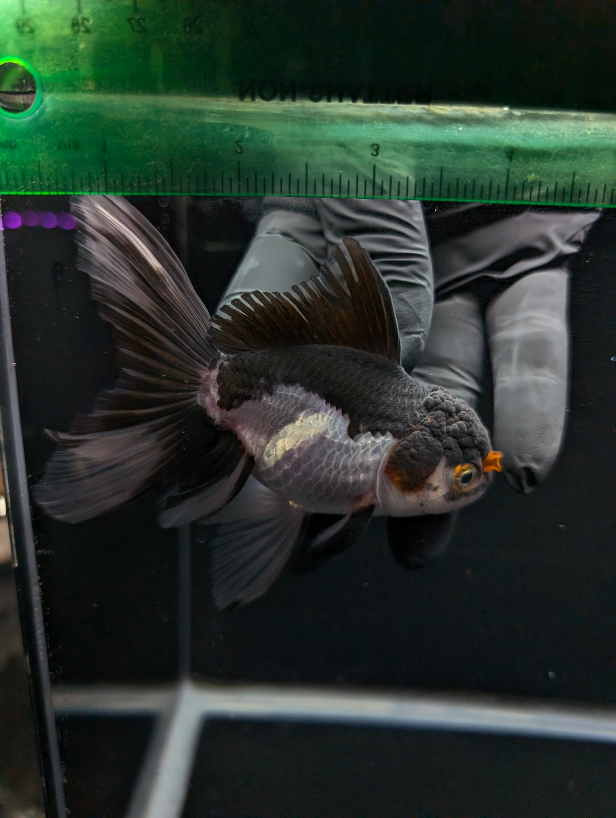 Thai Oranda Panda Tricolor 4"-4.5"in.  ID#1023T1A-026