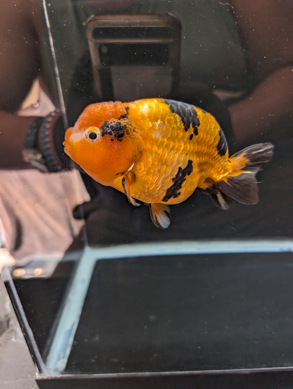 Jumbo Ranchu Calico 4.5"-5" in. ID#821R8A-034