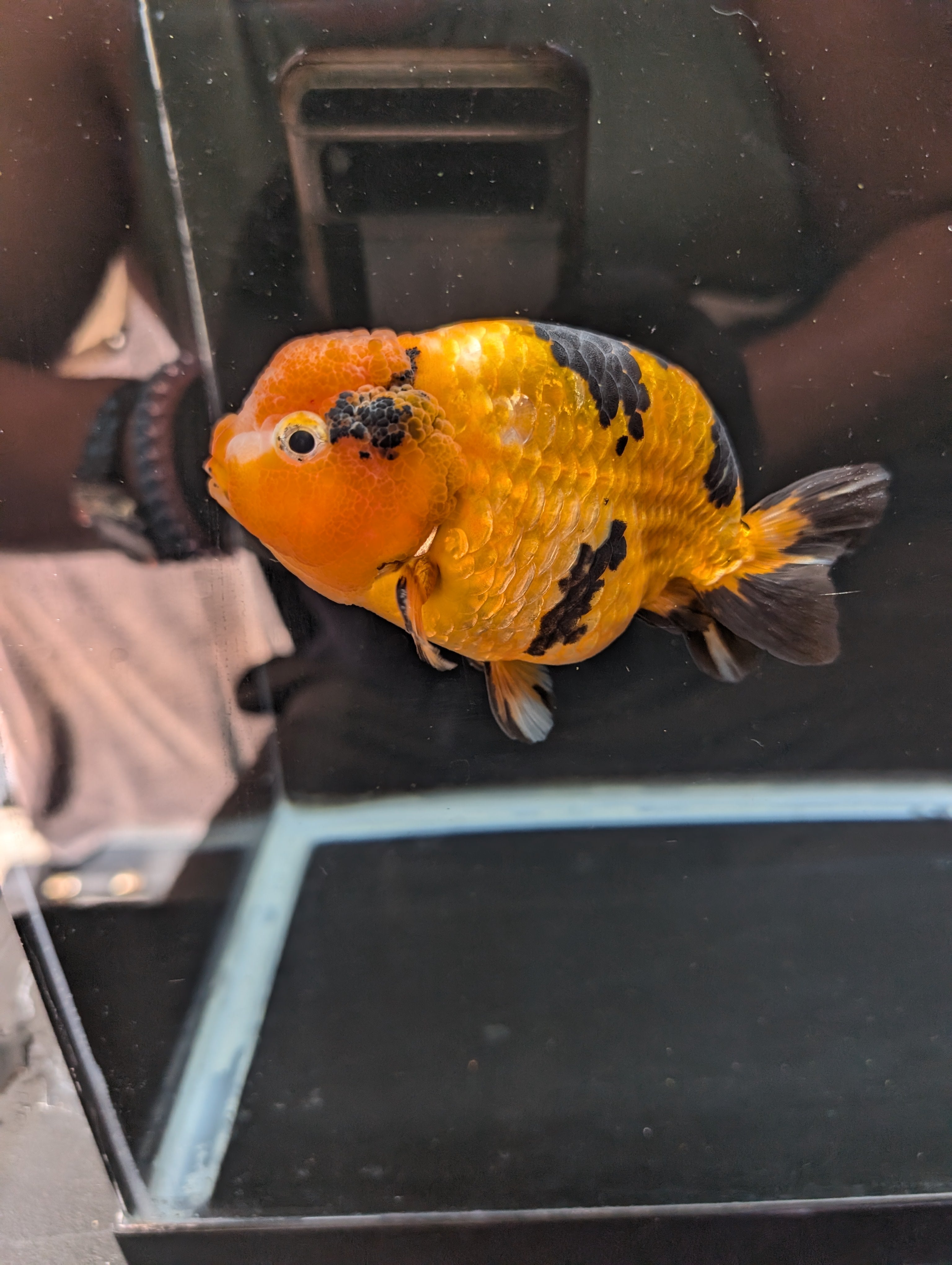 Jumbo Ranchu Calico 4.5"-5" in. ID#821R8A-034
