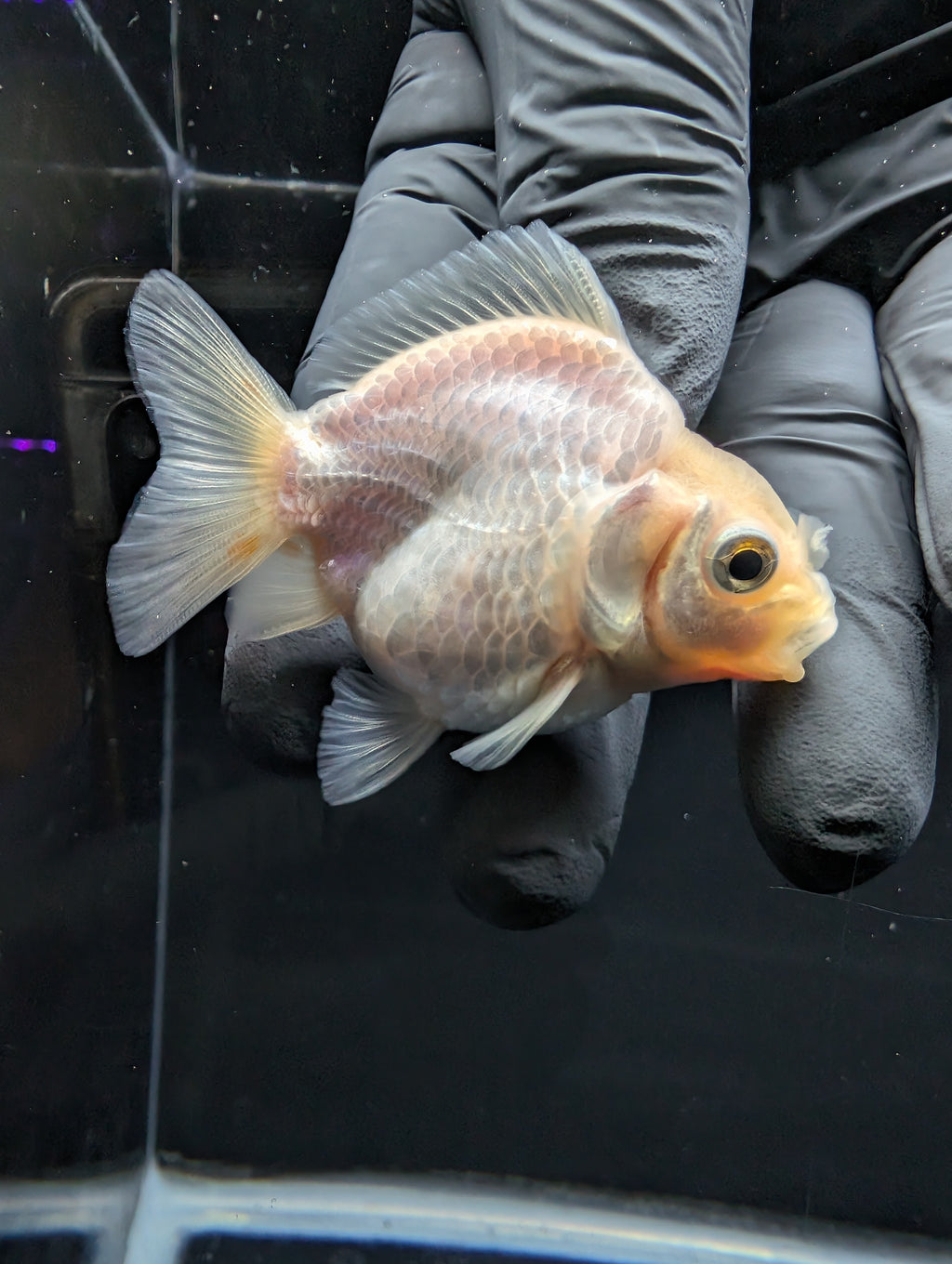 Baby Thai Shogun Oranda White 2"-2.5" in. ID#1016BSG11A-008