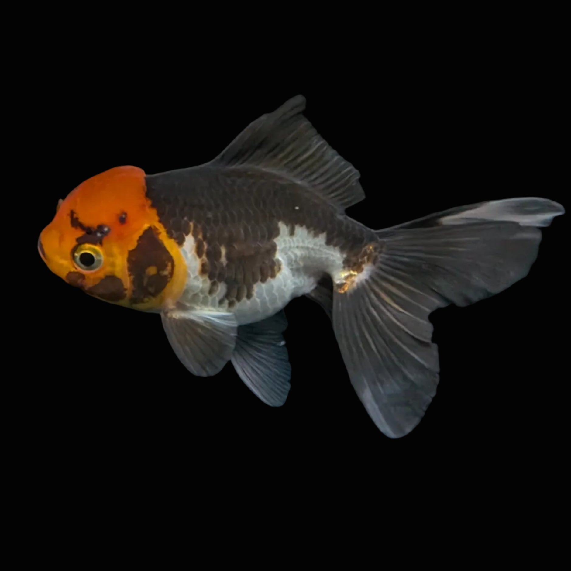 Juvenile Oranda Tricolor 3.5"-4" in.  ID#501T2A-004