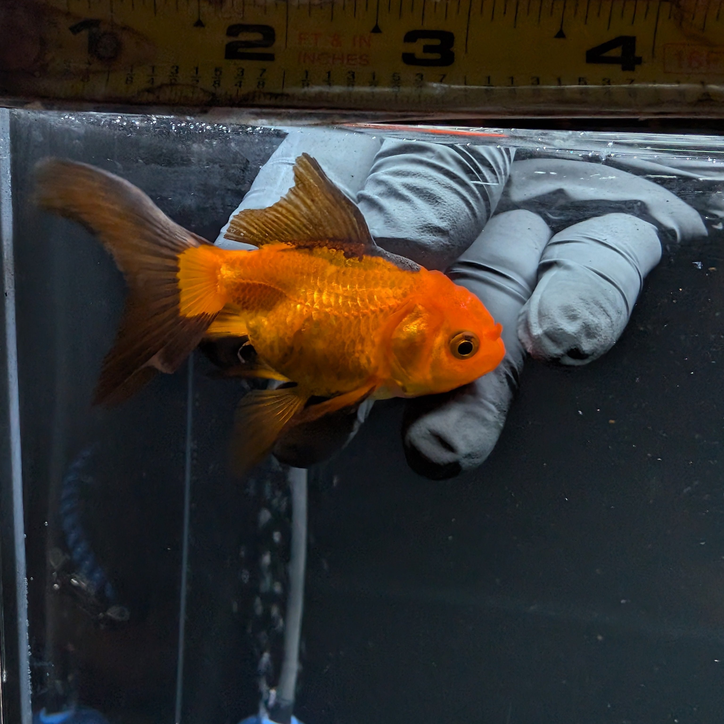 Juvenile Oranda Red Black 3"-3.5"in.  ID#515T2A-002