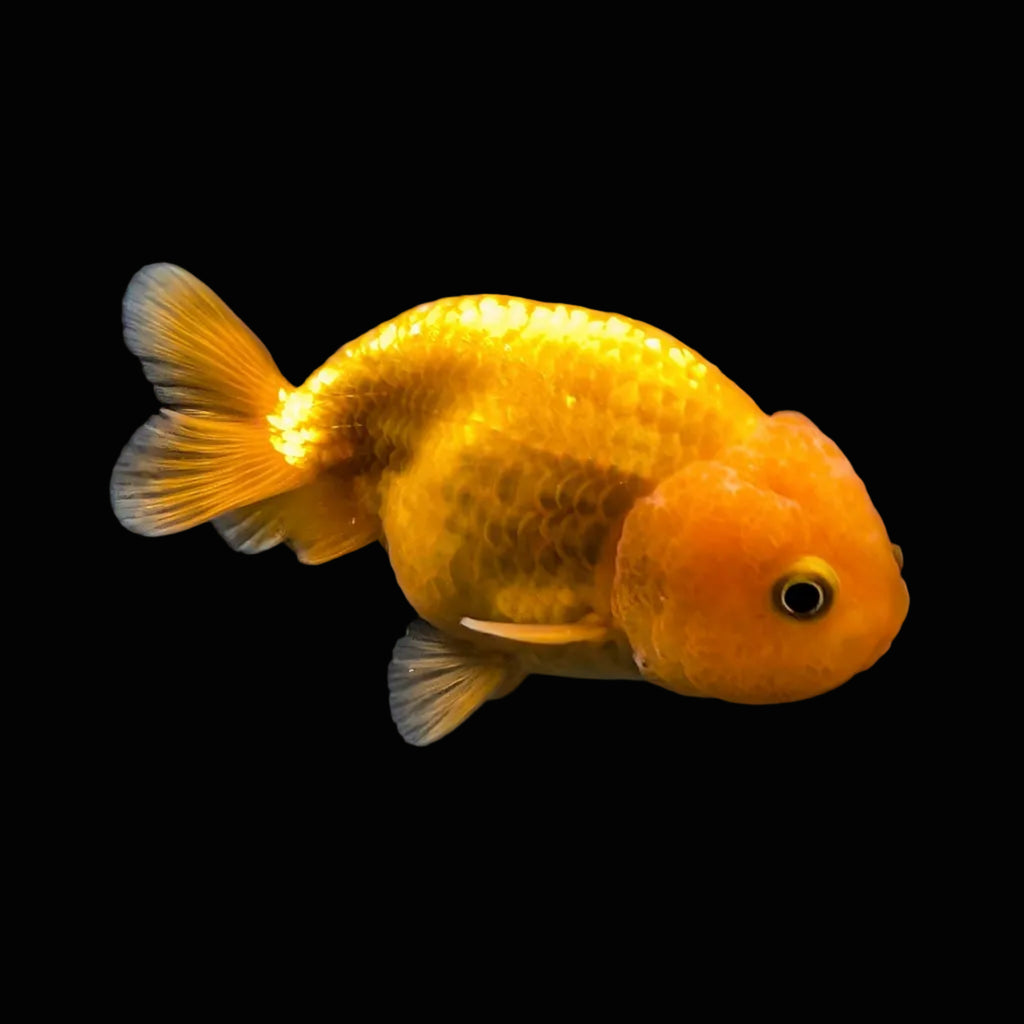 Ranchu Red White 3"-3.5" in. ID#424R13A-014