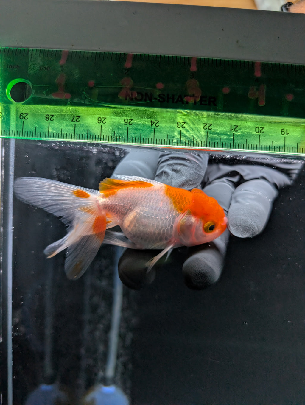 Juvenile Oranda  Red White 3"-3.5"in.  ID#619T1A-008