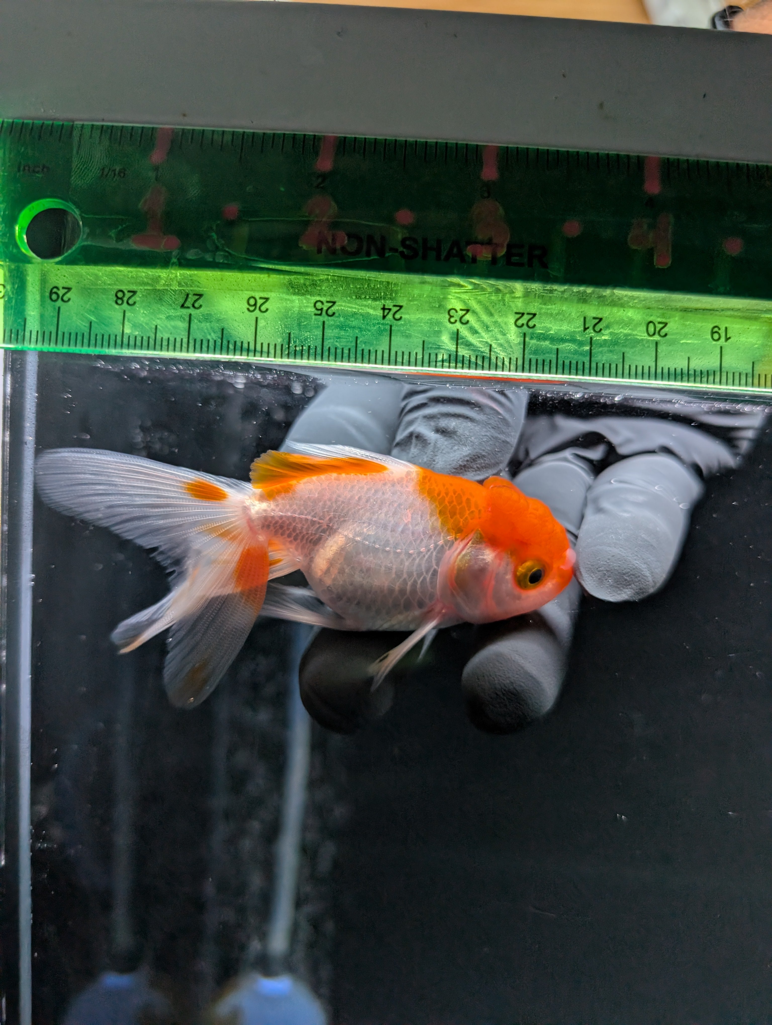 Juvenile Oranda  Red White 3"-3.5"in.  ID#619T1A-008
