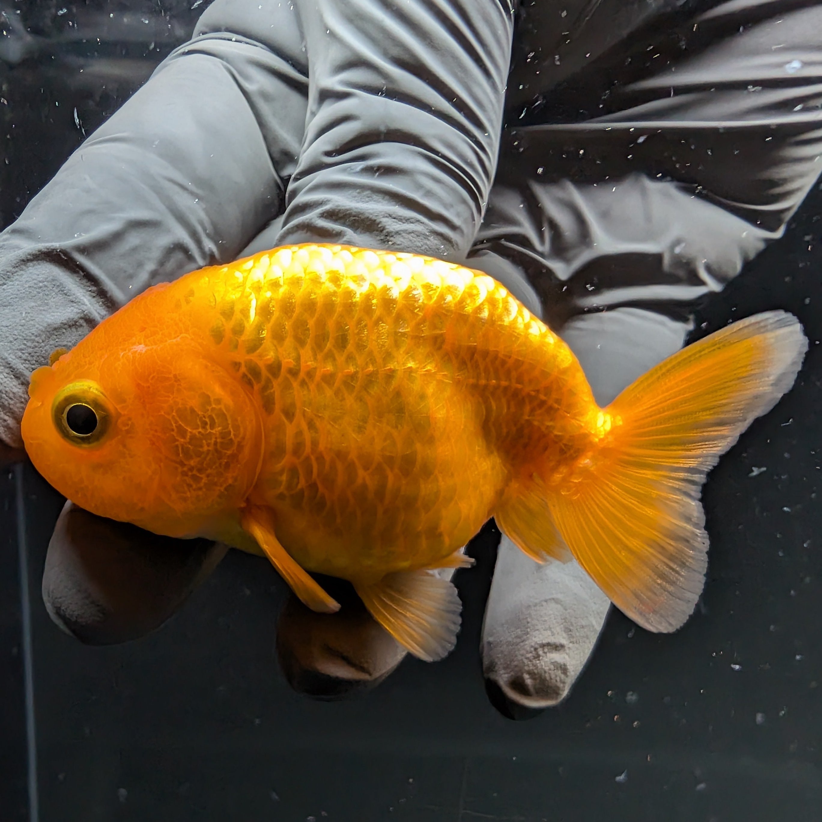 Ranchu Red White 2.5"-3" in. ID#724R4A-032