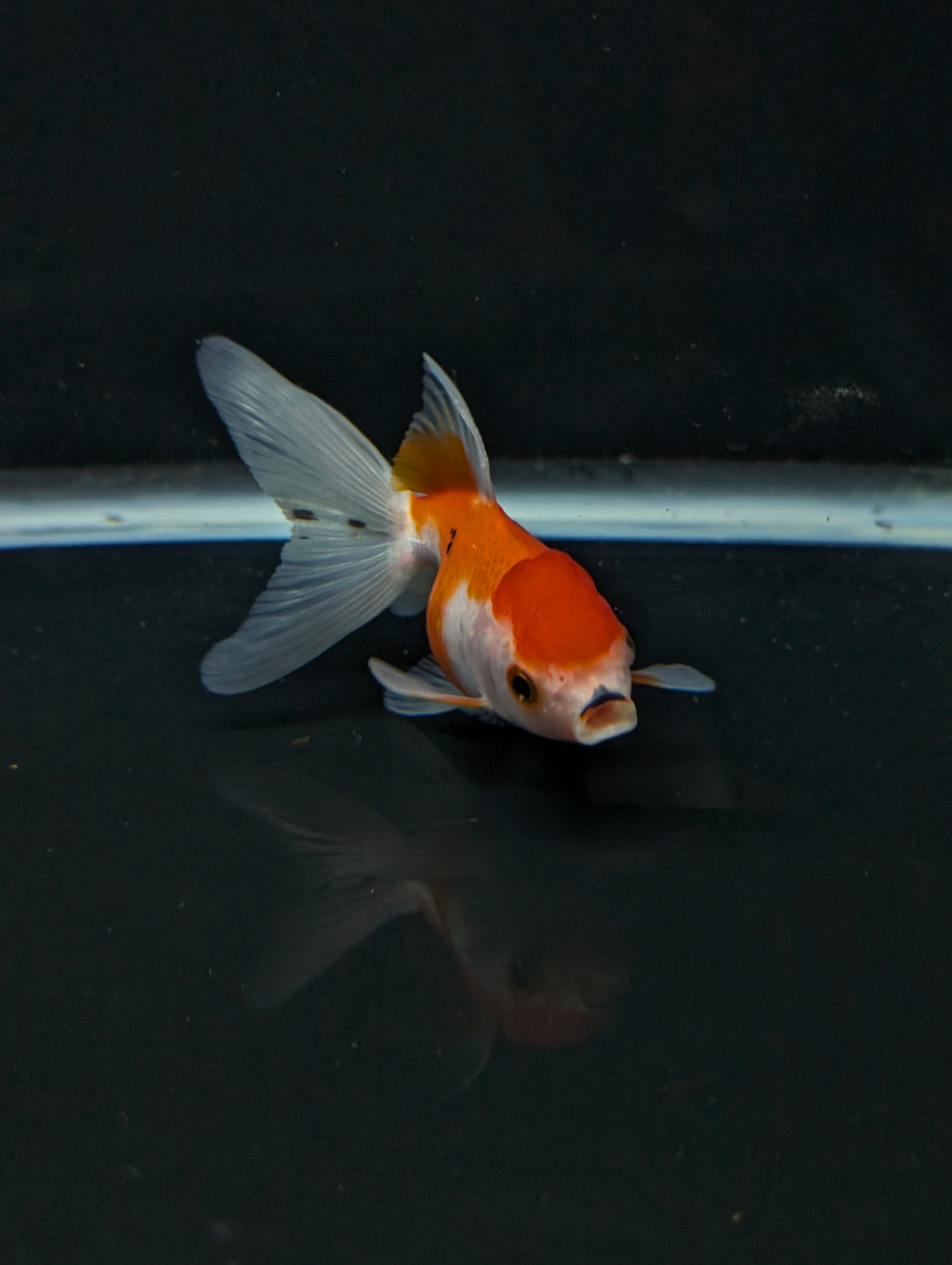 Juvenile Oranda  Red White 3"-3.5"in.  ID#619T1A-003