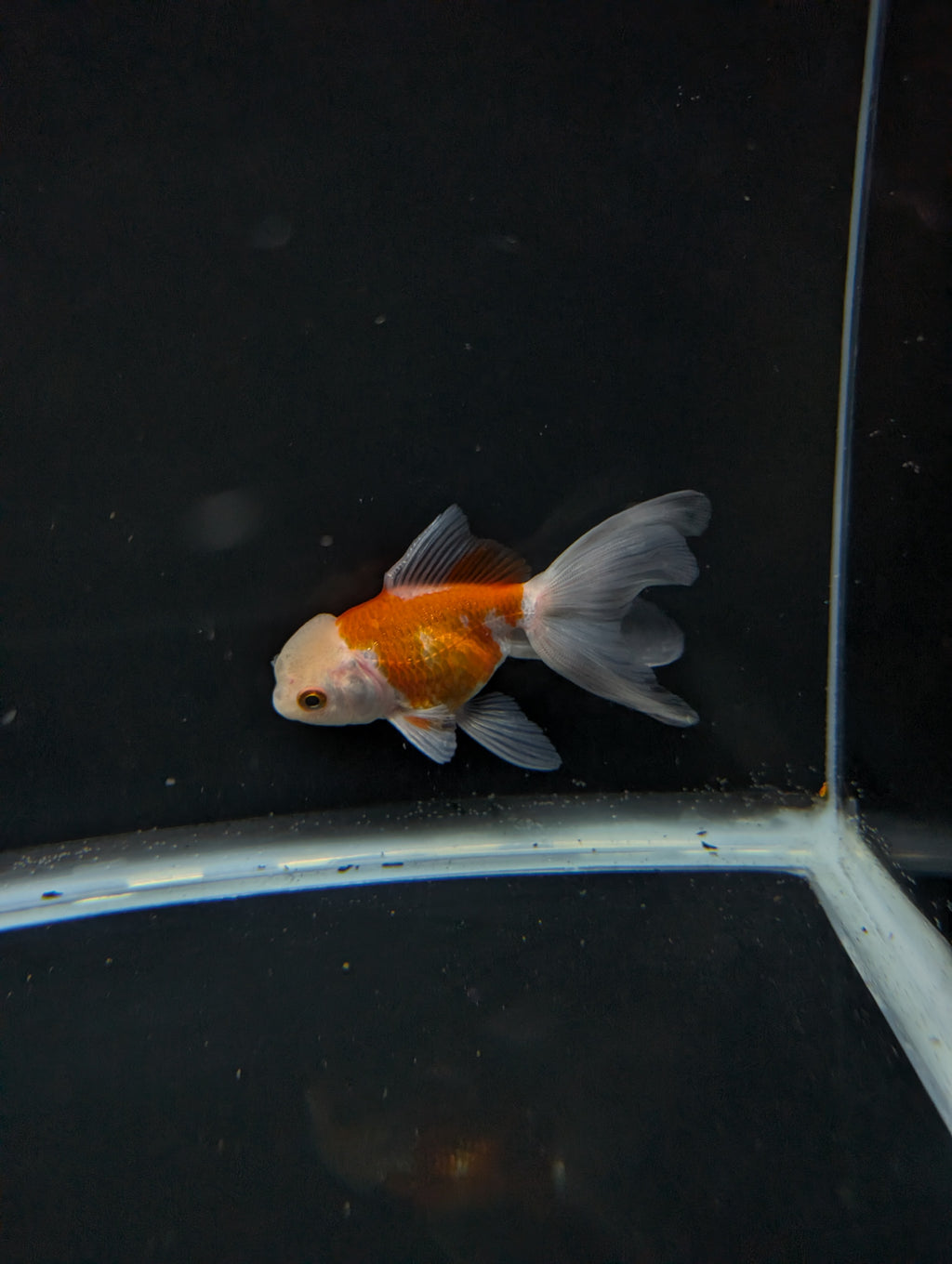 Juvenile Oranda  Red White 3"-3.5"in.  ID#619T1A-012
