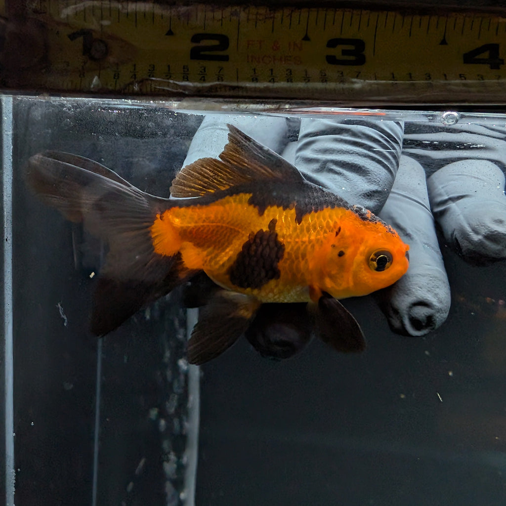 Juvenile Oranda Red Black 3"-3.5"in.  ID#515T2A-001