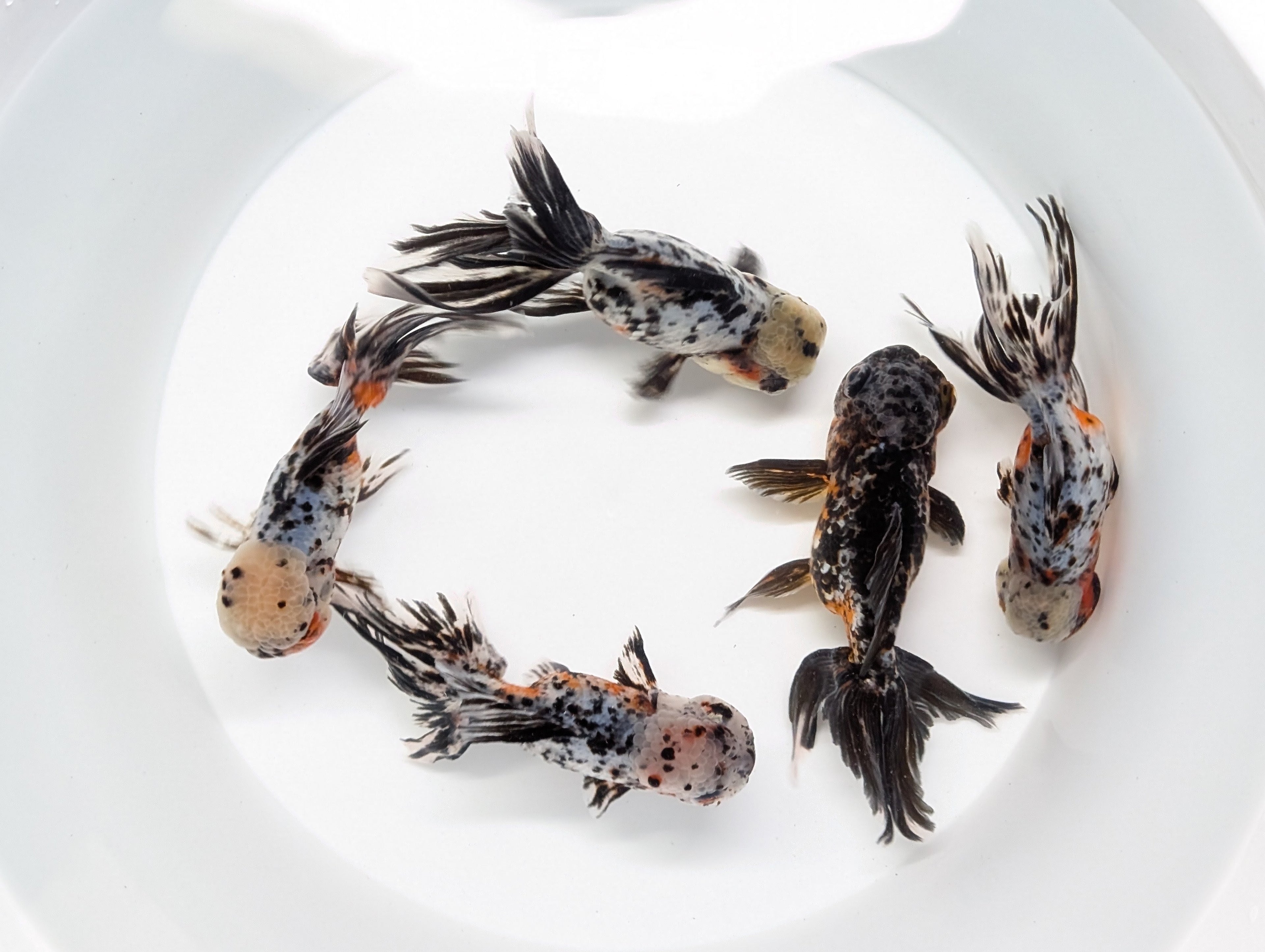 Calico Oranda 4.5"-5"in. ID#814LB2A-53