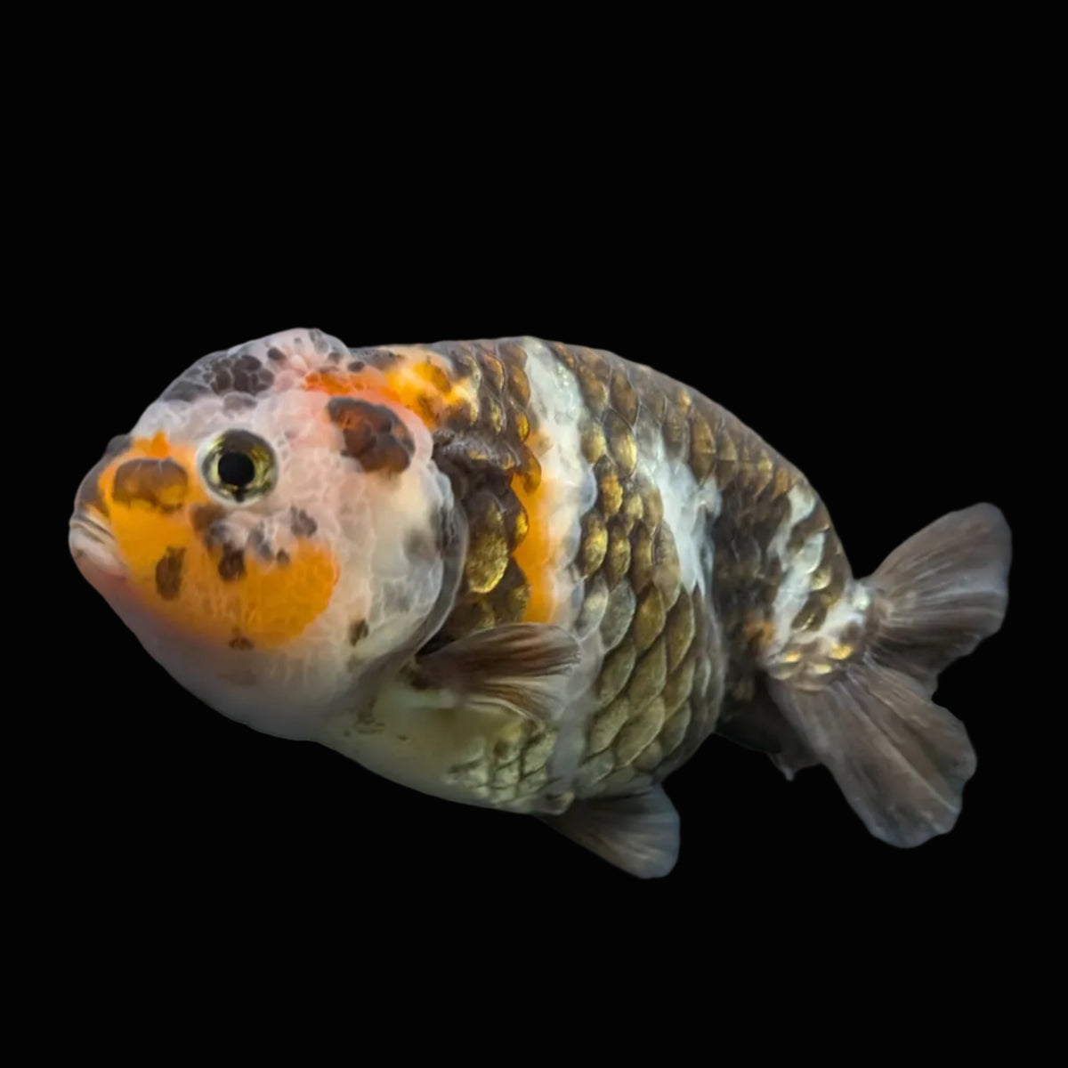 Jumbo Ranchu Heavy Ink Calico 4"-4.5" in. ID#918R8A-072
