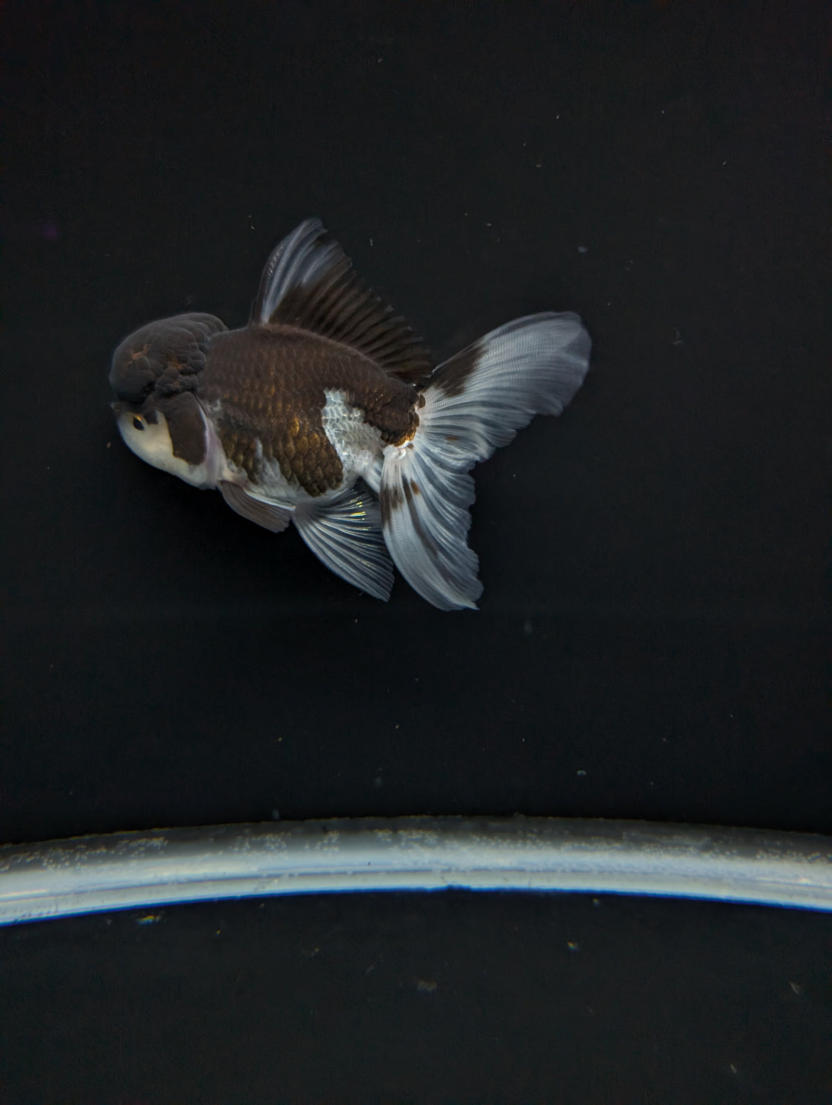 Thai Oranda Panda 4"-4.5"in.  ID#1023T1A-024