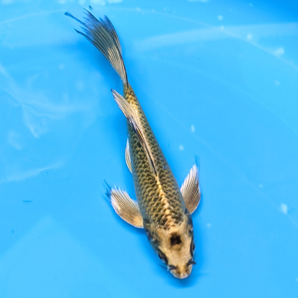 Matsuba Butterfly Koi 6"-7"in. ID#727BFK-009