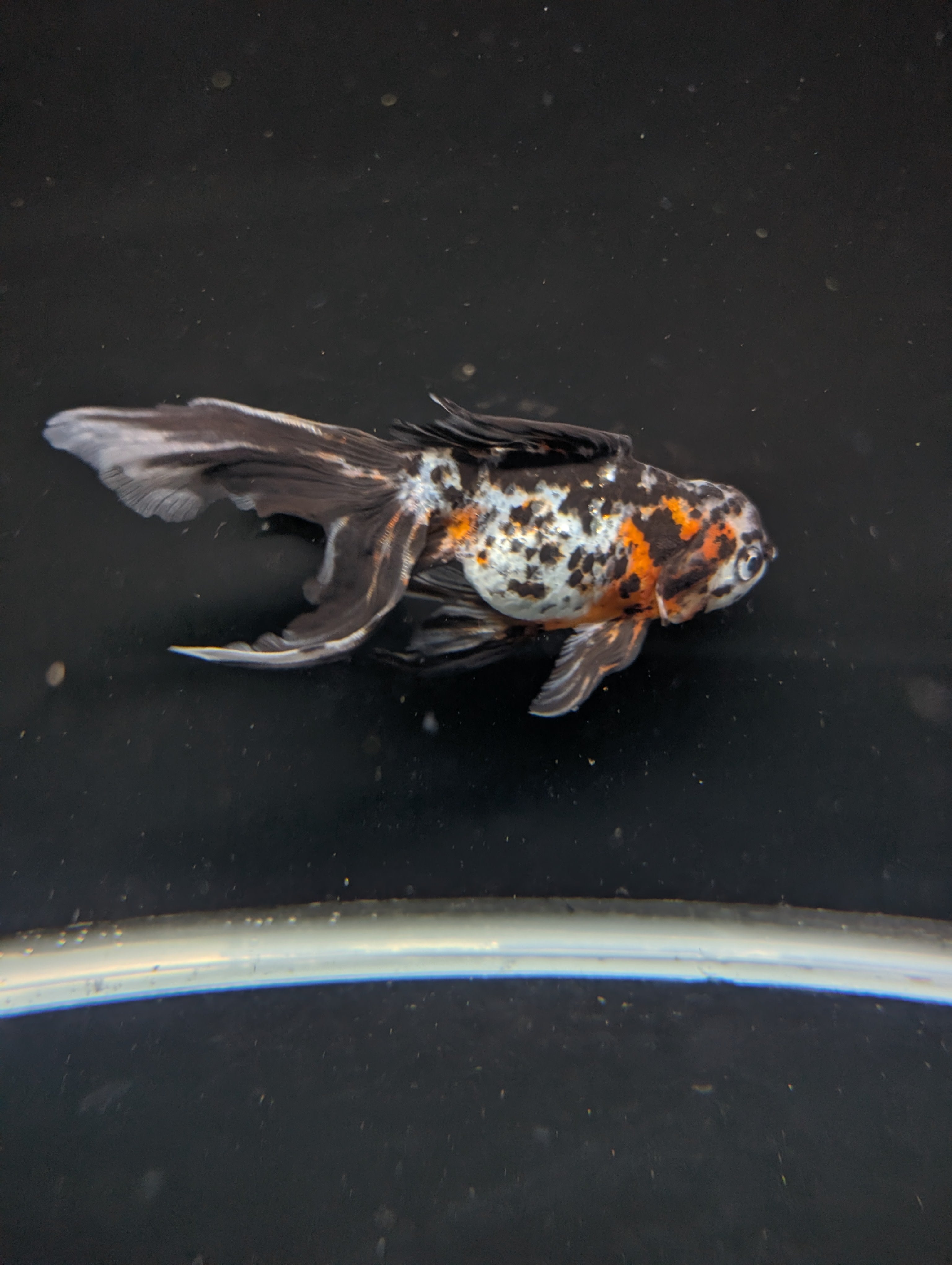 Calico Oranda 5"in. ID#821LB2A-61 Please See Notes.