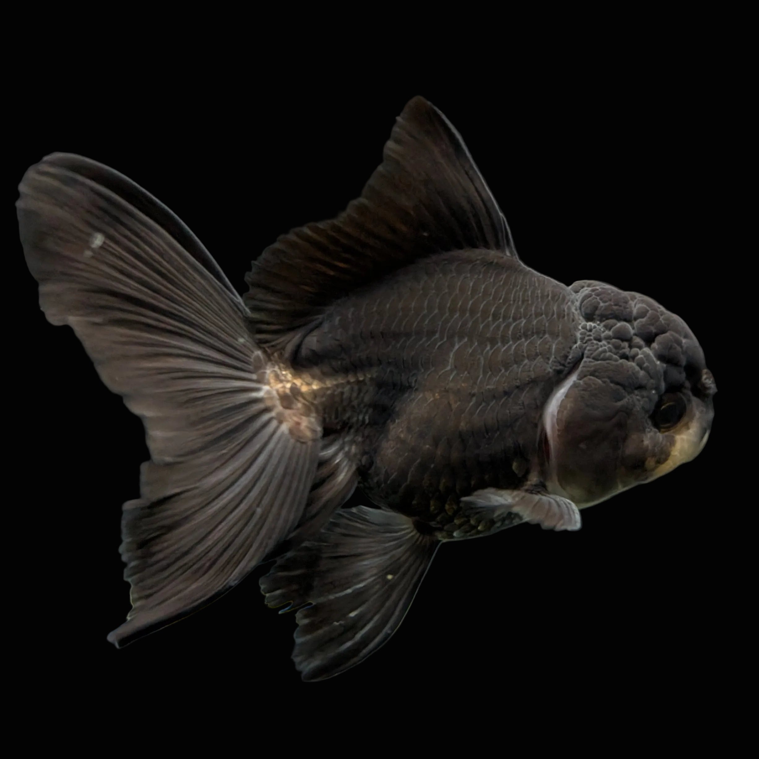 Thai Juvenile Oranda Panda Black 3"-3.5" in.  ID#724T1A-030