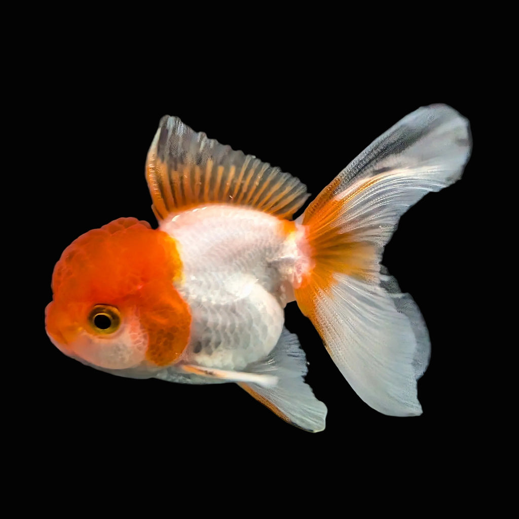 Juvenile Oranda Tricolor 3.5"-4" in.  ID#417T7A-007