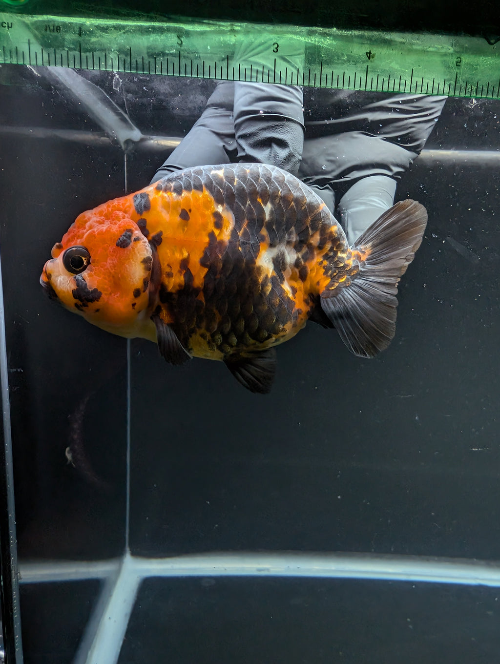 Jumbo Ranchu Calico 4"-4.5" in. ID#904R8A-003
