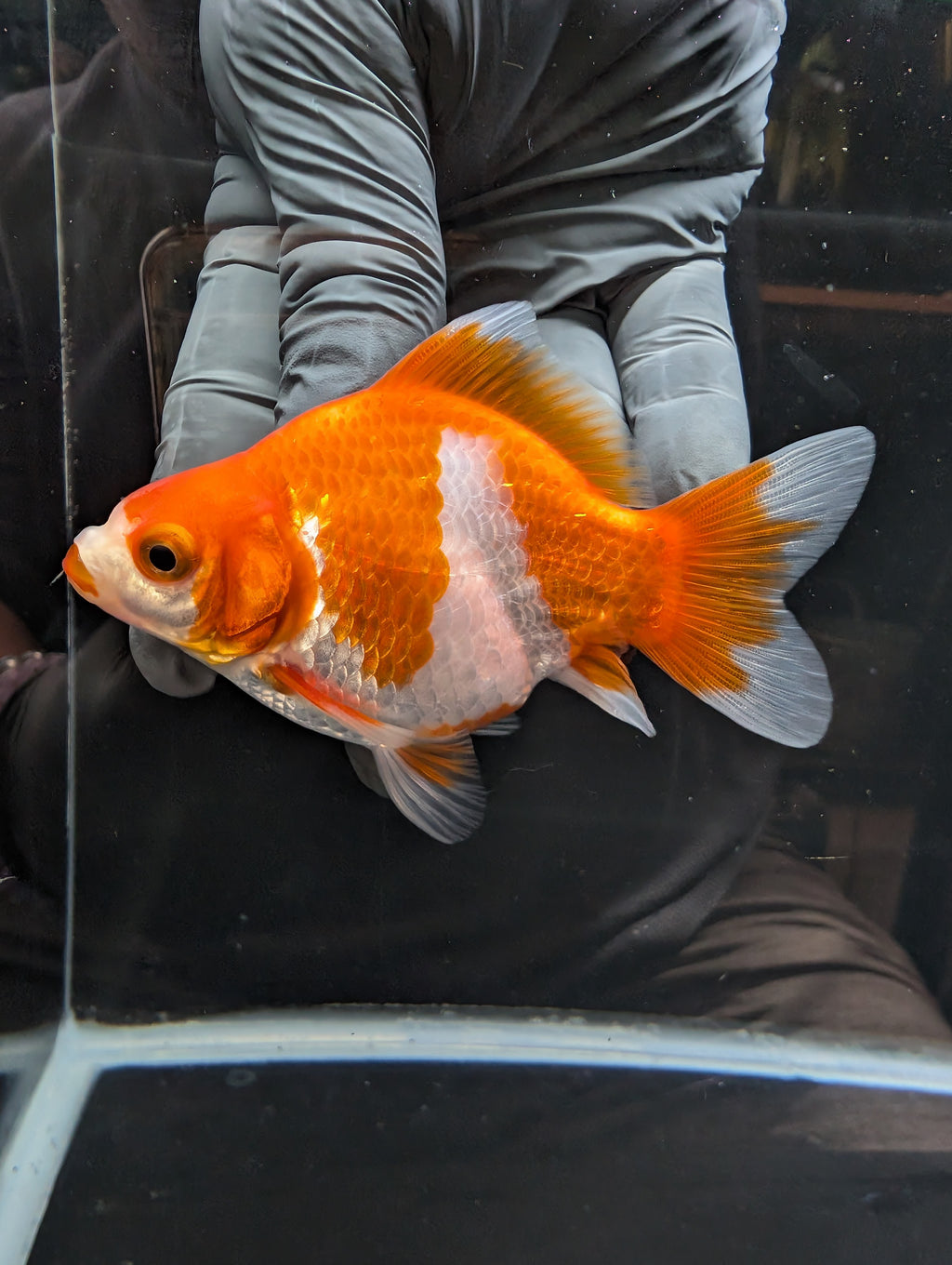 Tamasaba Kuchibeni Red White 3.5"in. ID#1023TM1B-026