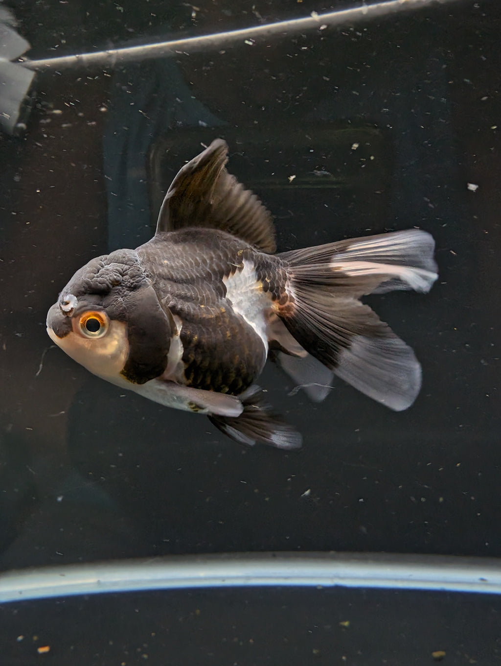 Thai Juvenile Oranda Panda 3"-3.5" in.  ID#626T1A-003