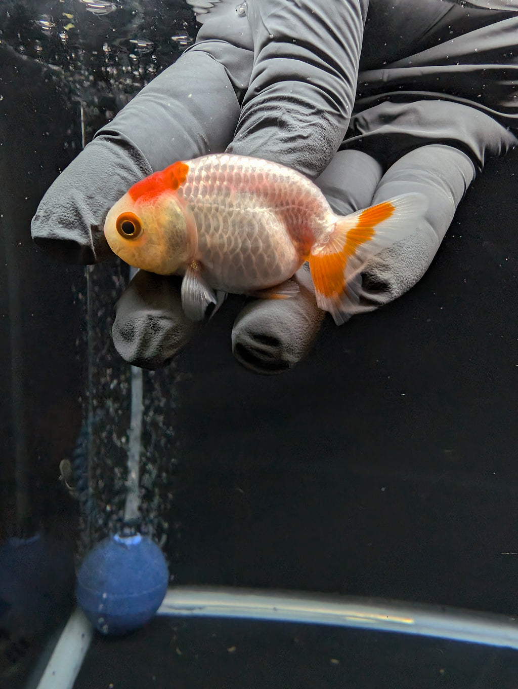 Baby Ranchu Red White 2.5"-3" in. ID#612R4A-084